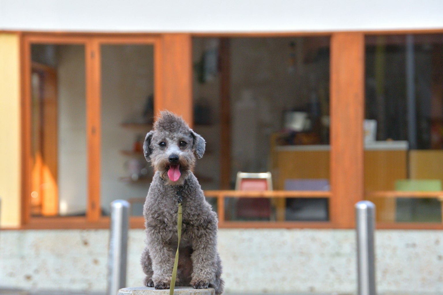 Cane grigio che esce la lingua mentre è in passeggiata Sfondo con finestre in legno di un edificio