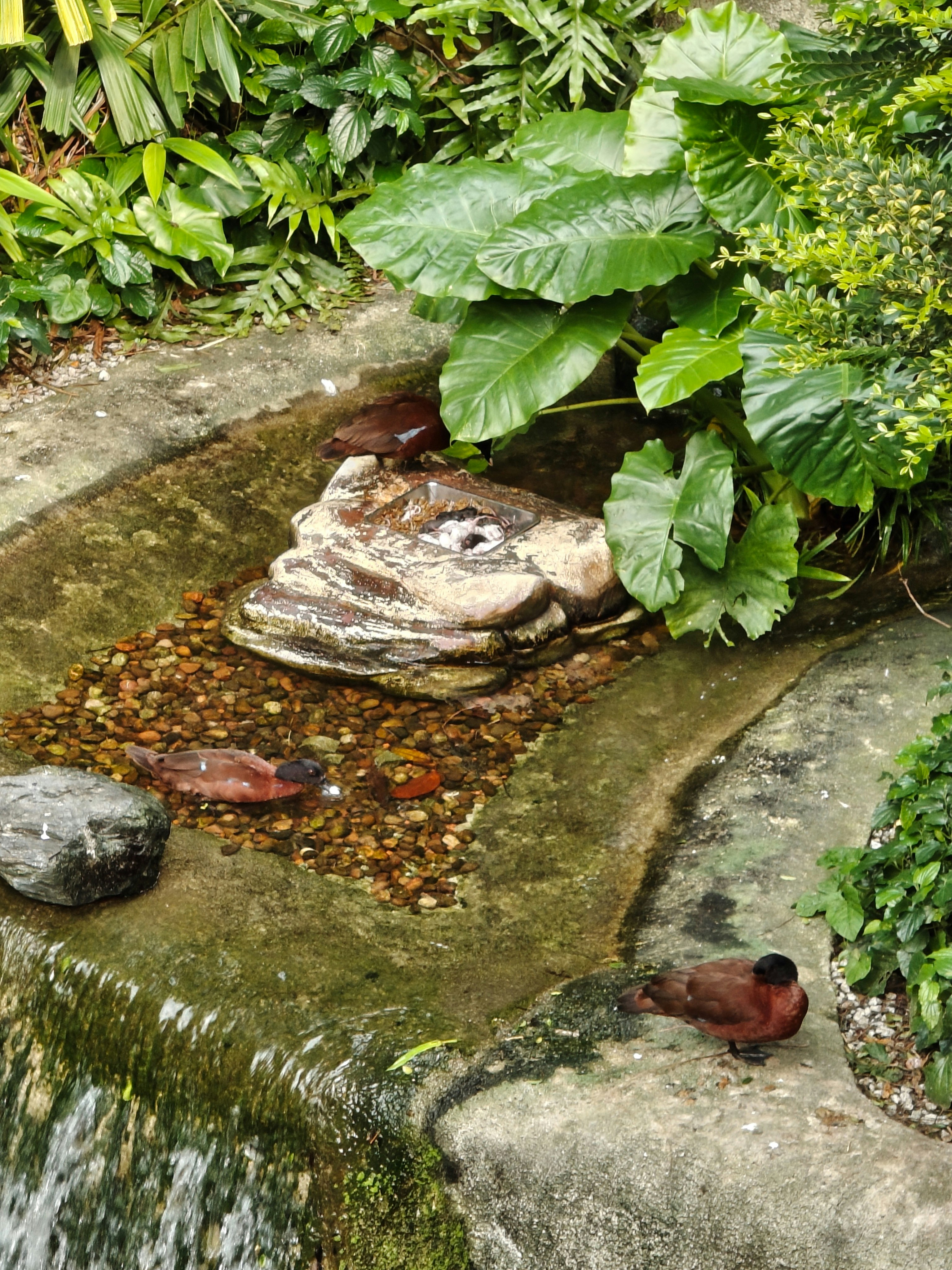 熱帯植物に囲まれた小さな水場の石の段
