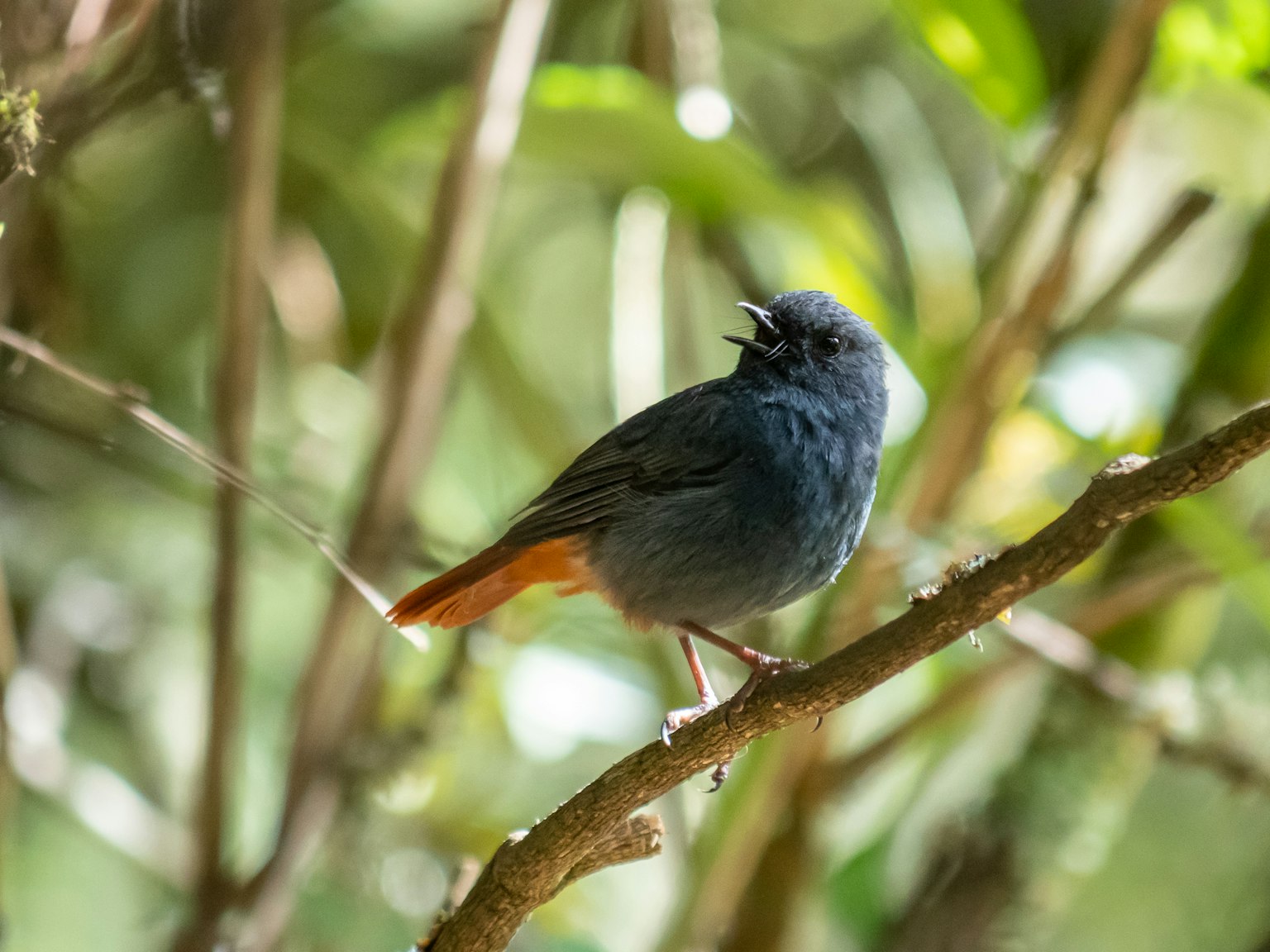 Un piccolo uccello con piume blu appollaiato su un ramo