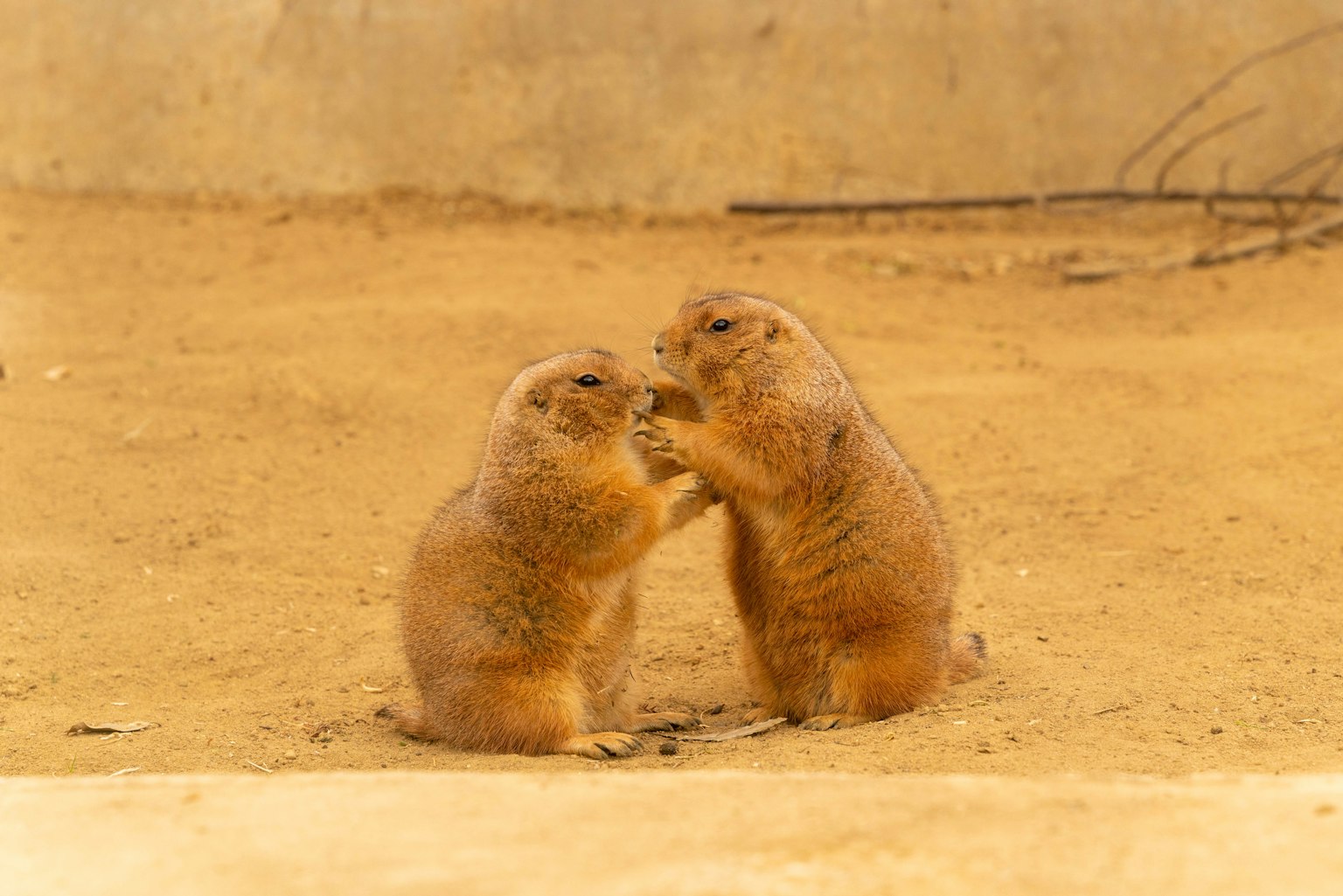 Deux chiens de prairie jouant sur un sol sablonneux