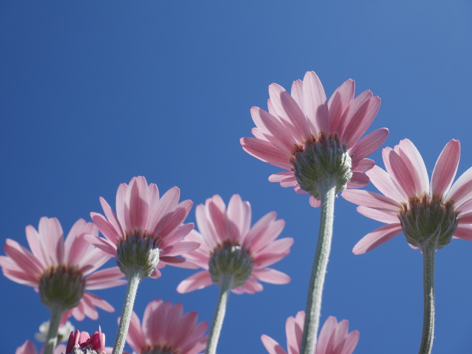 Pink flowers blooming against a clear blue sky