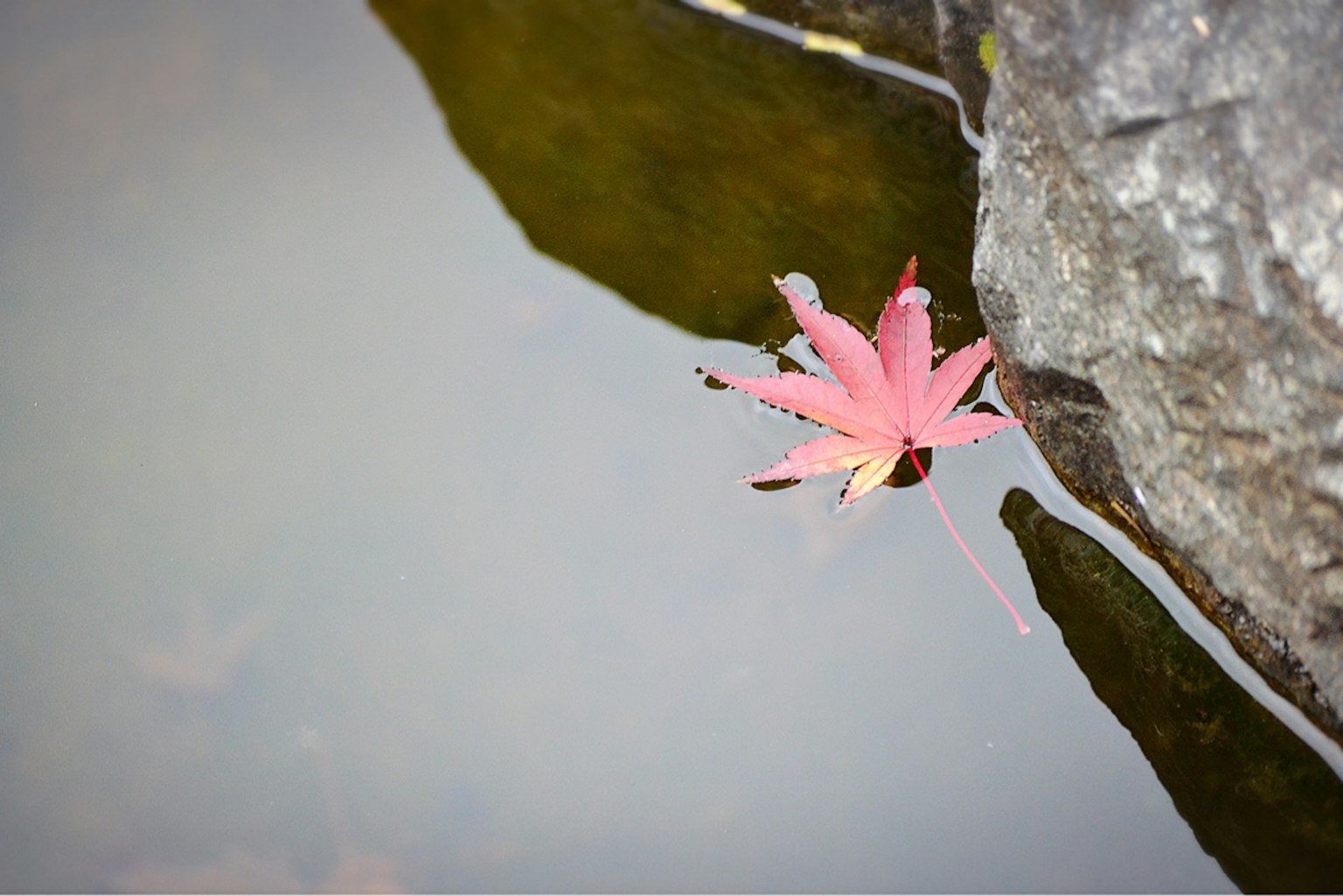 水面上漂浮的粉紅色葉子和旁邊的石頭