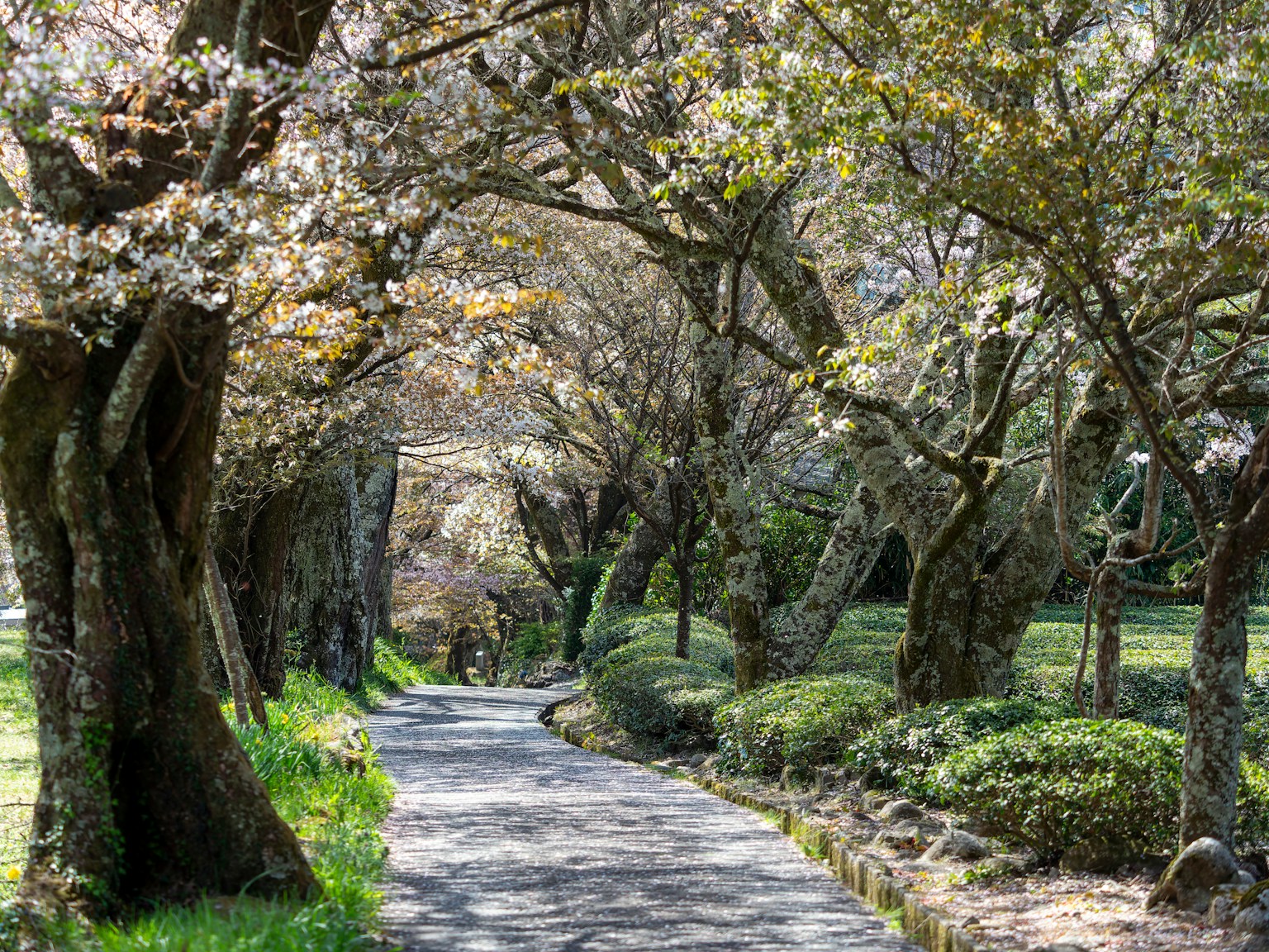 Sentiero panoramico fiancheggiato da alberi di ciliegio in fiore