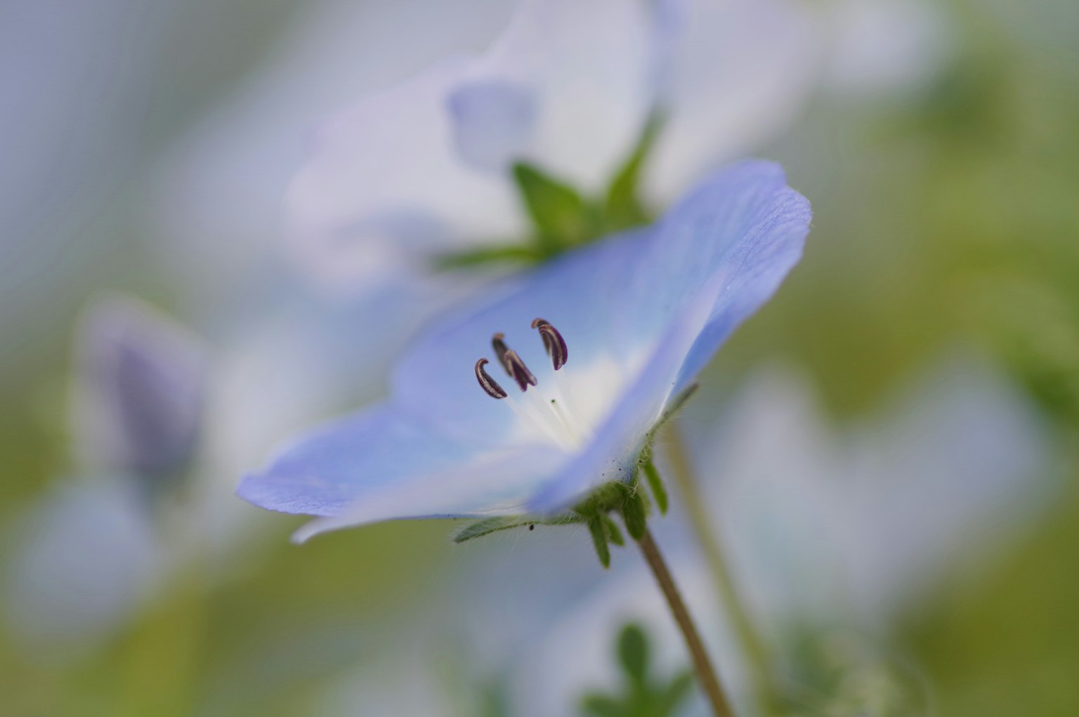 Close-up of a blue flower featuring black stamens at the center