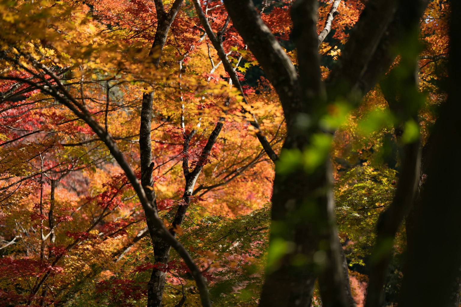 Scène forestière d'automne avec un feuillage vibrant