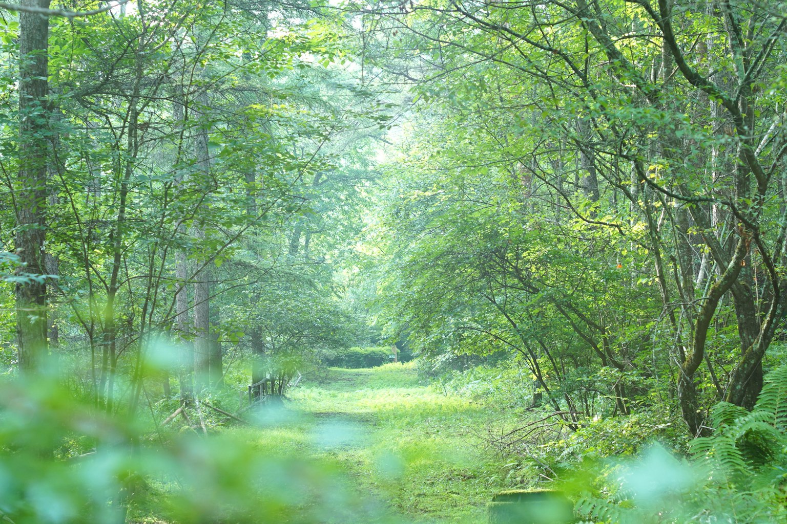 Un sendero forestal pintoresco rodeado de árboles verdes exuberantes