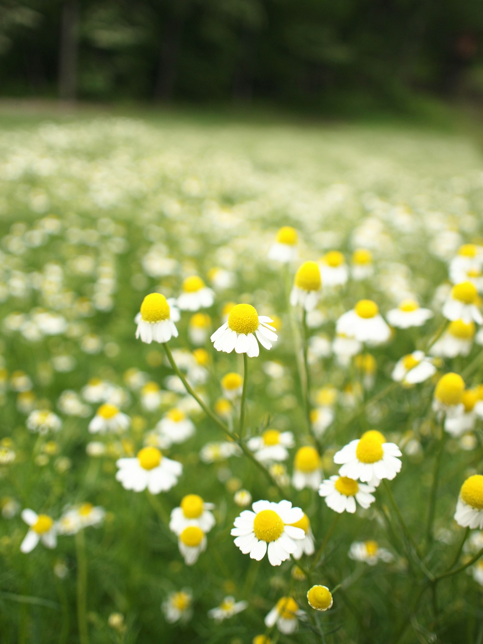 A beautiful meadow filled with white flowers featuring yellow centers