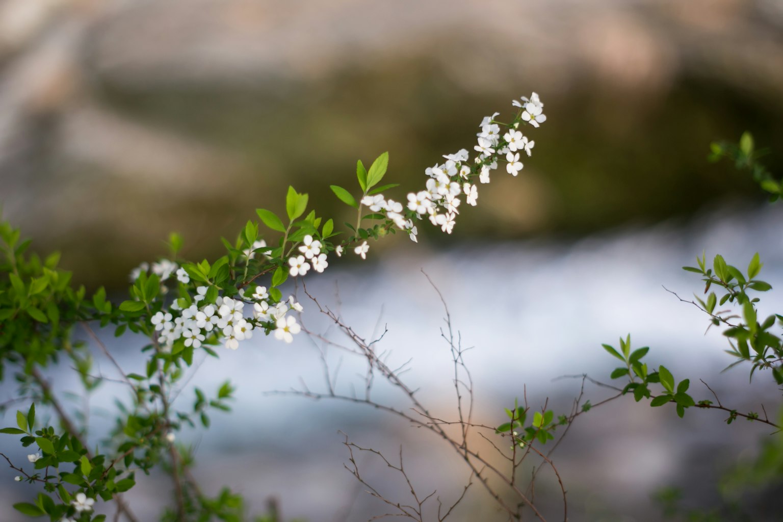 Branch with white flowers and green leaves near flowing water