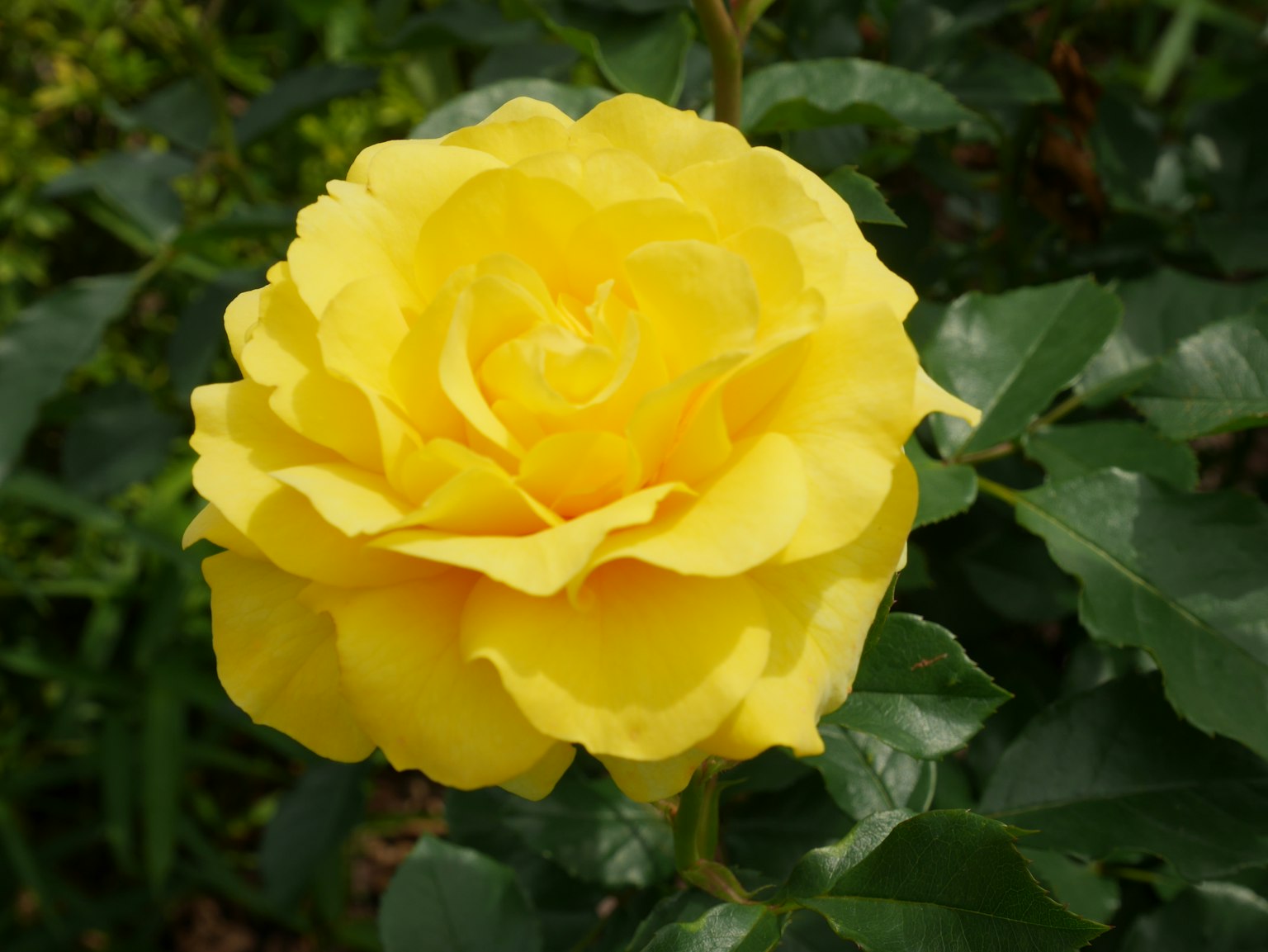 Eine lebendige gelbe Rose umgeben von grünen Blättern