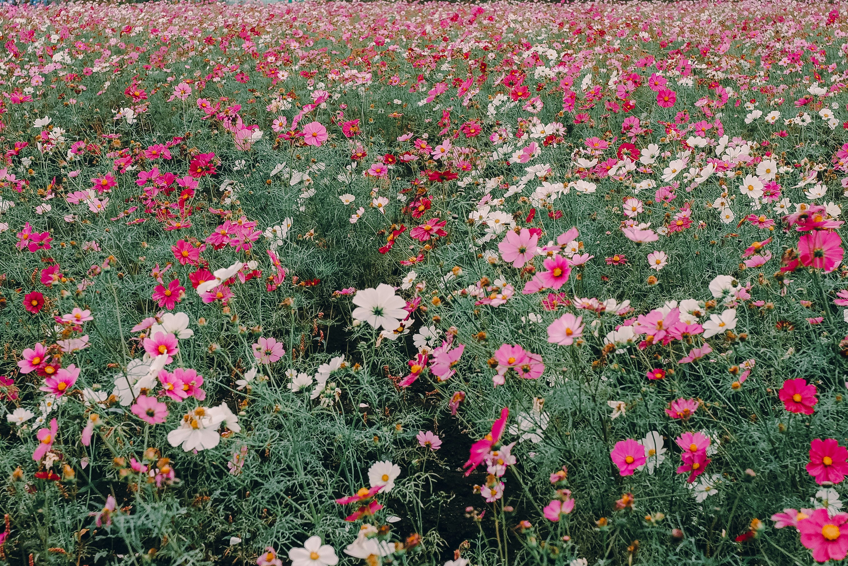 色とりどりの花が咲き乱れる花畑