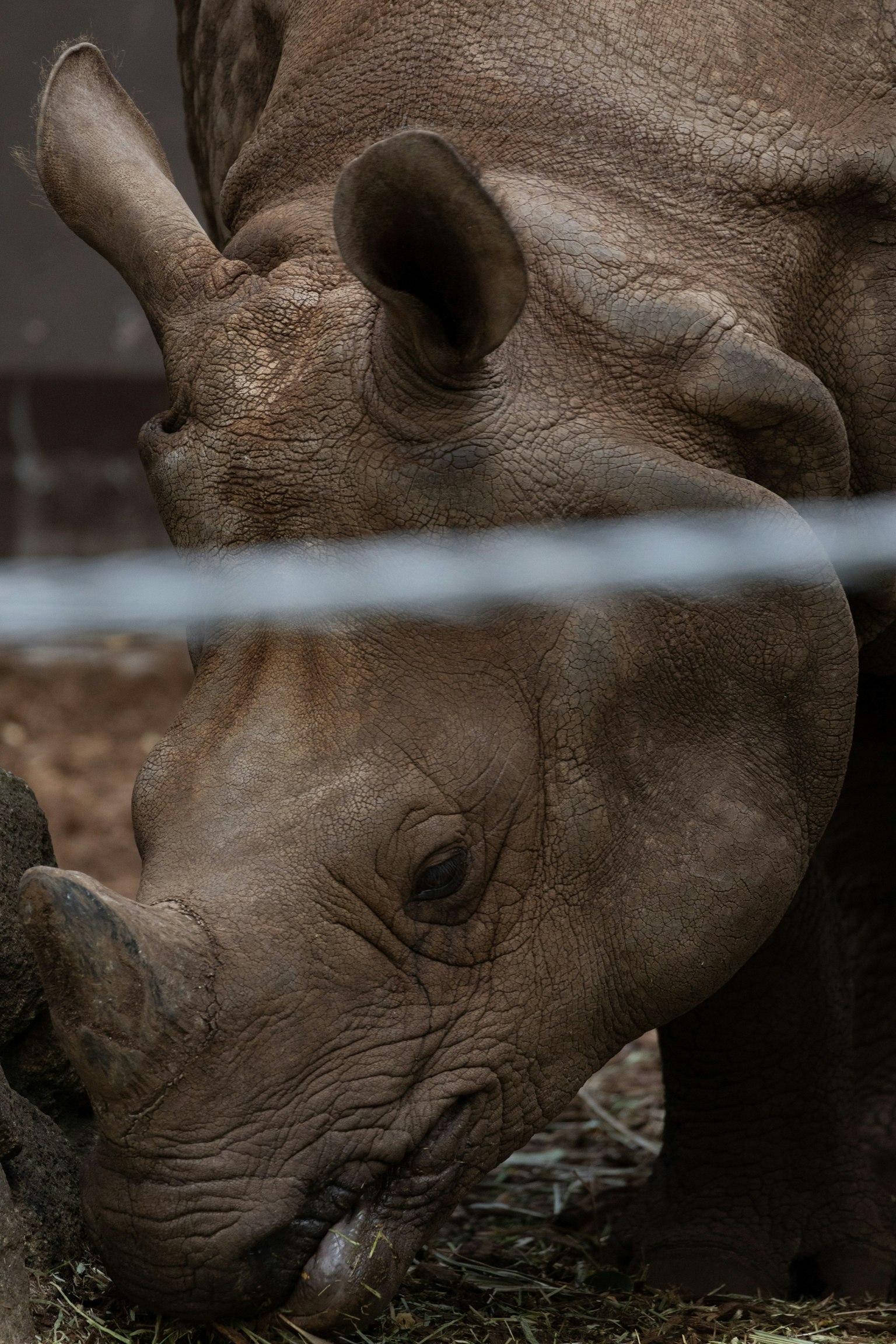Close-up of a rhinoceros eating grass