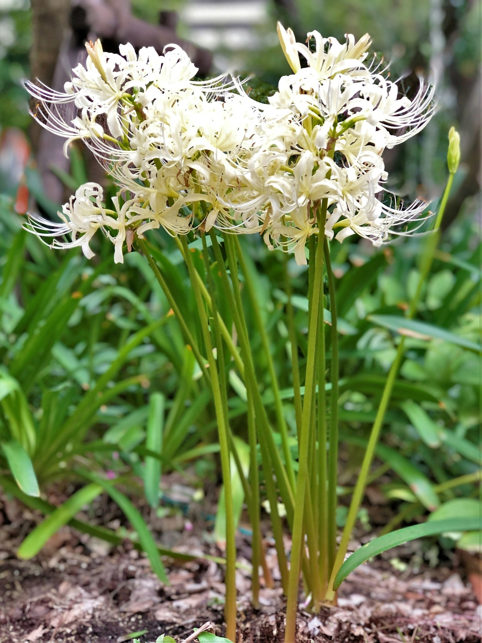 Grupo de flores blancas con pétalos largos y delicados