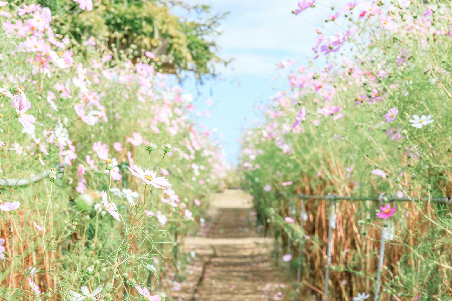 Allée entourée de fleurs en fleurs et de verdure