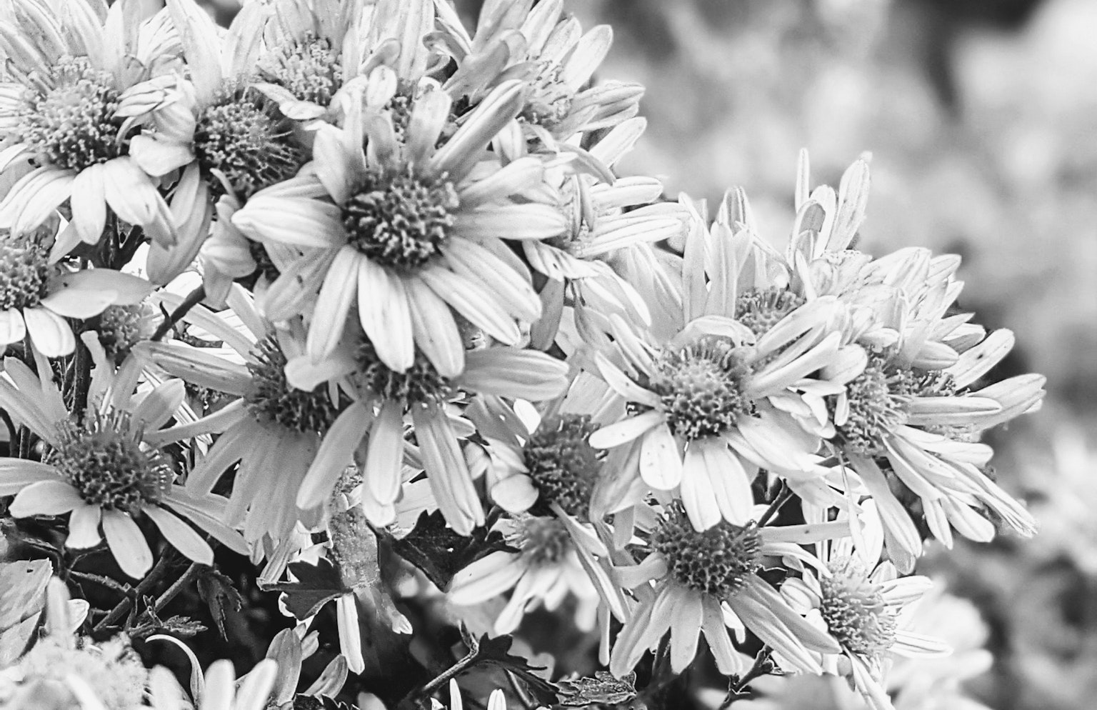Gros plan de fleurs en noir et blanc mettant en avant les pétales délicats et les détails centraux