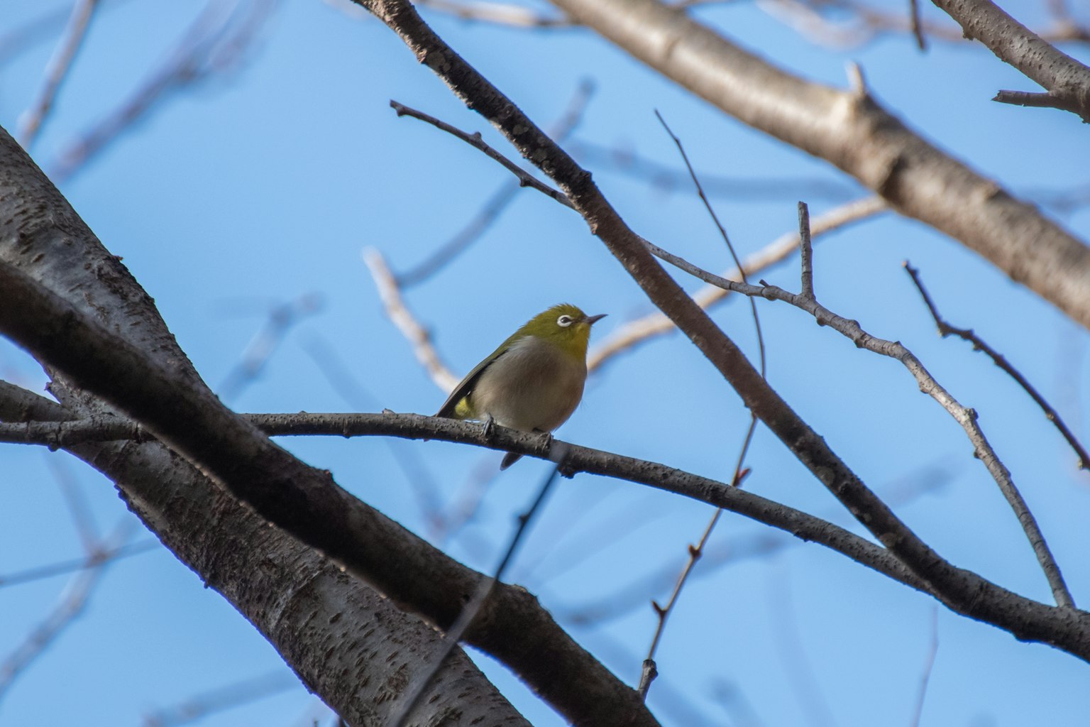 Ein kleiner Vogel sitzt auf einem Ast unter einem blauen Himmel