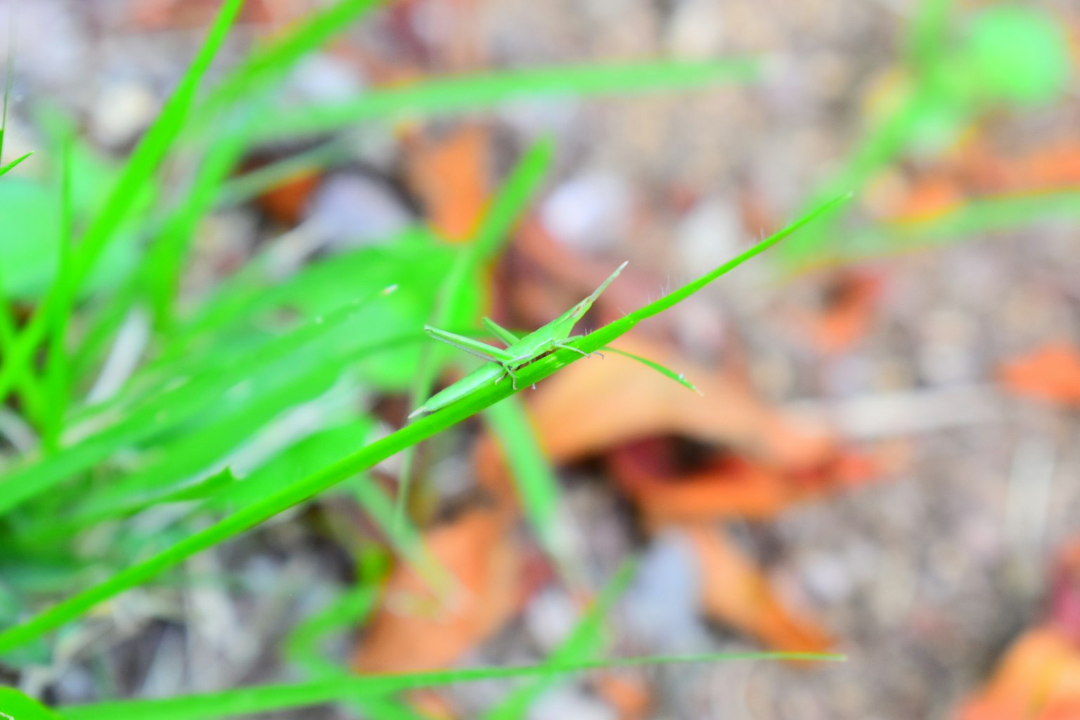 Close-up photo of green grass with brown leaves