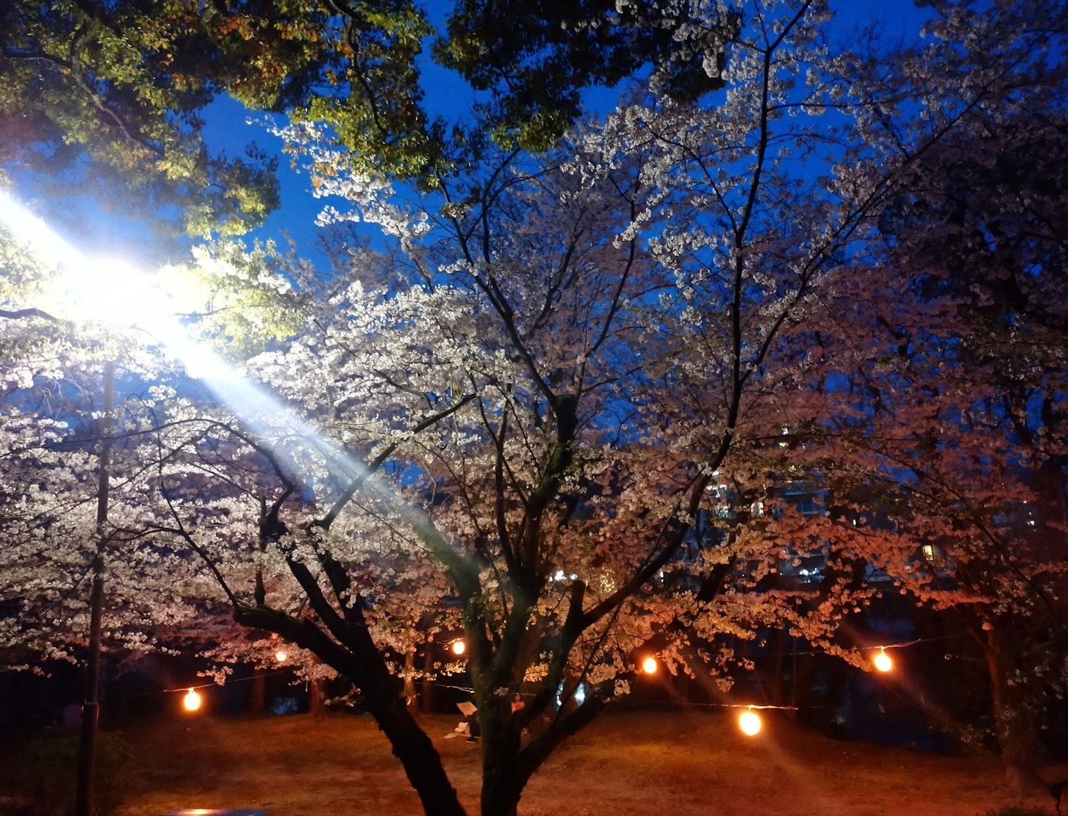 아름다운 밤 벚꽃, 가로등에 비추어