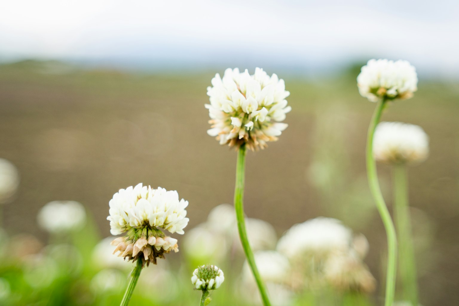 Immagine di fiori di trifoglio bianco che fioriscono in un campo con uno sfondo sfocato