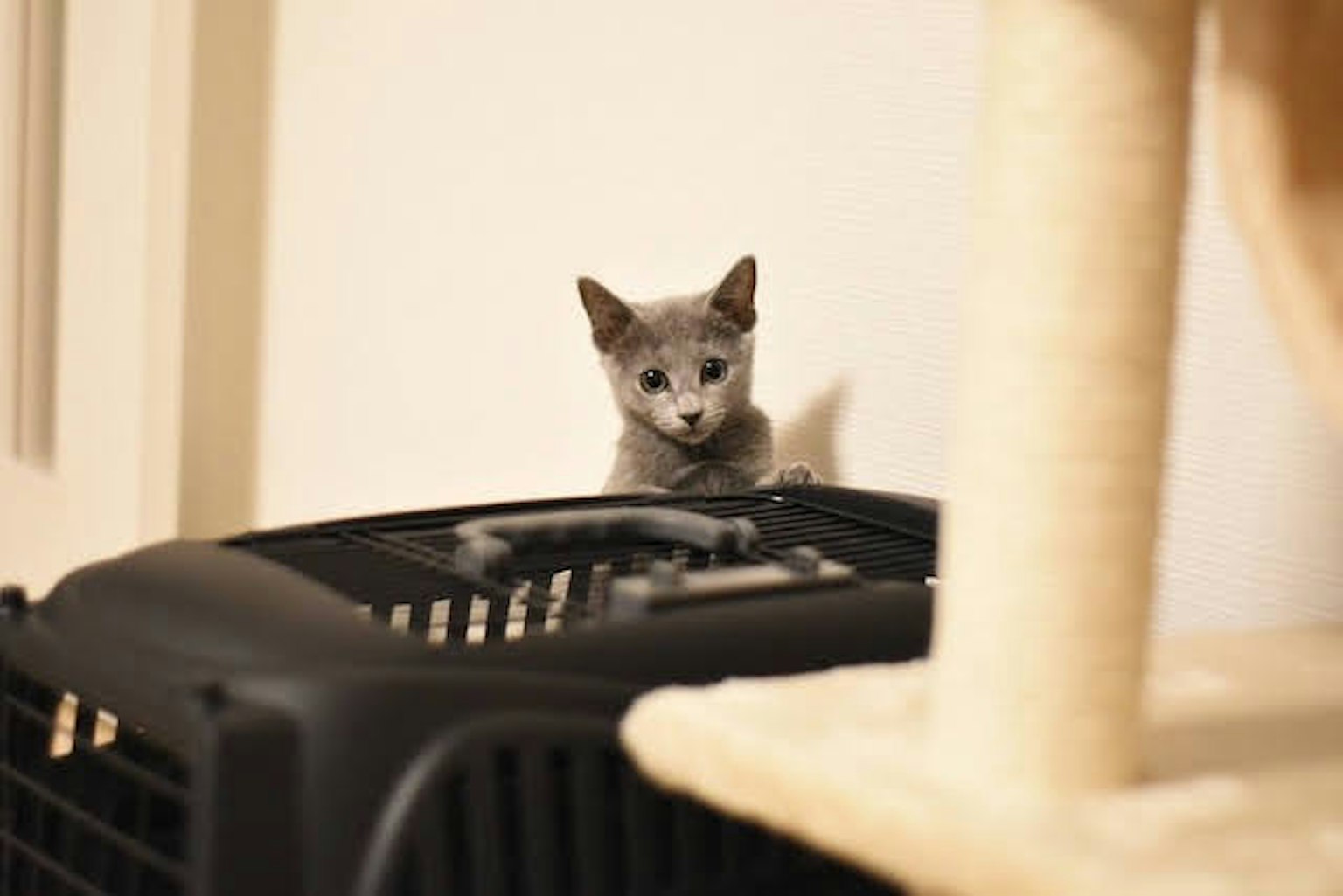 Gray kitten sitting on top of a carrier