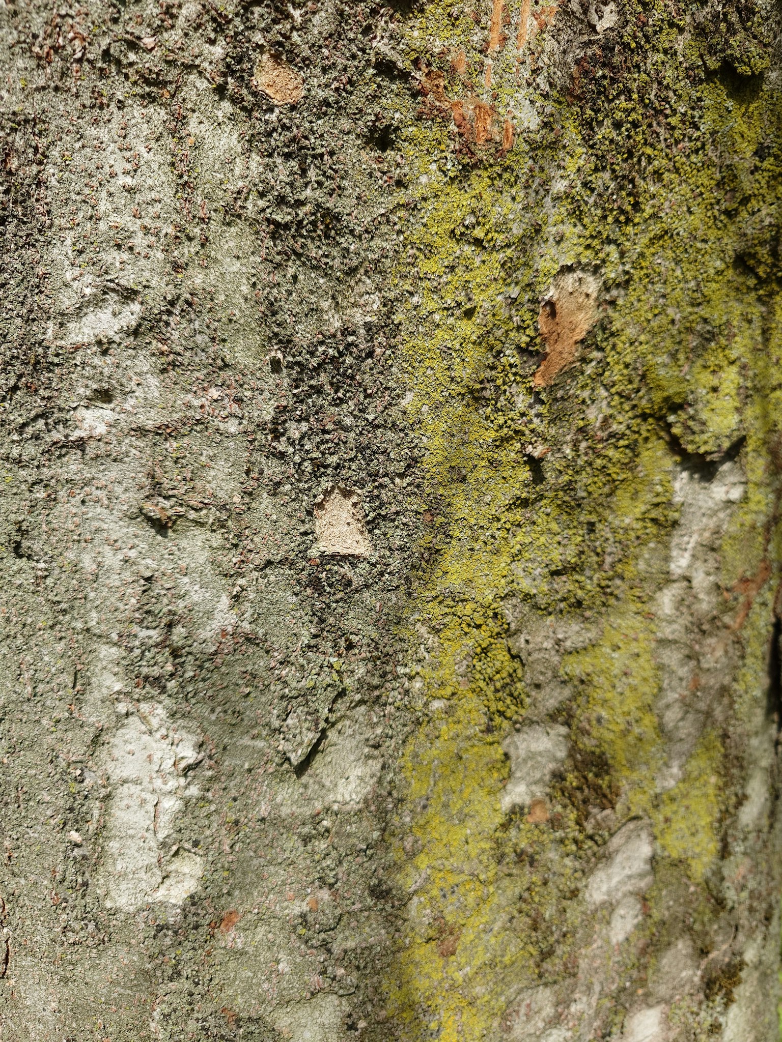 Close-up of tree bark texture with moss details