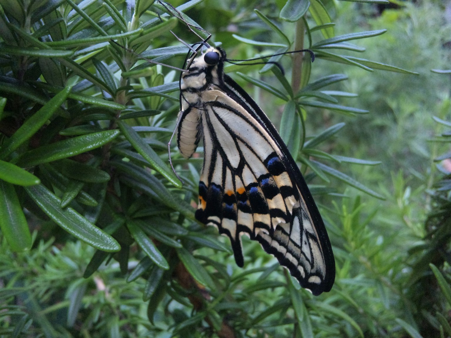 Un papillon aux motifs vibrants posé sur des feuilles vertes