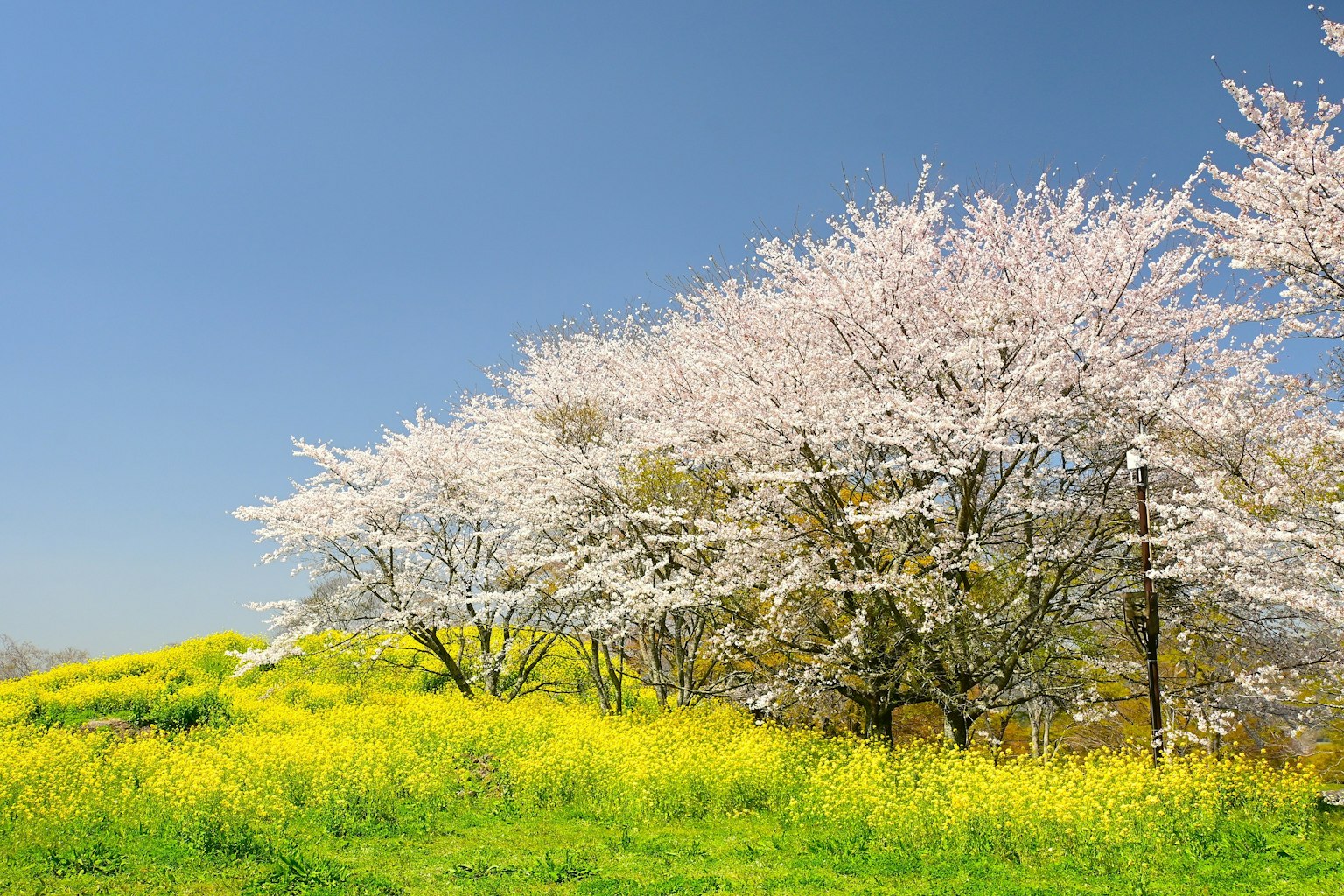 Pohon sakura di bawah langit biru dengan ladang bunga kuning