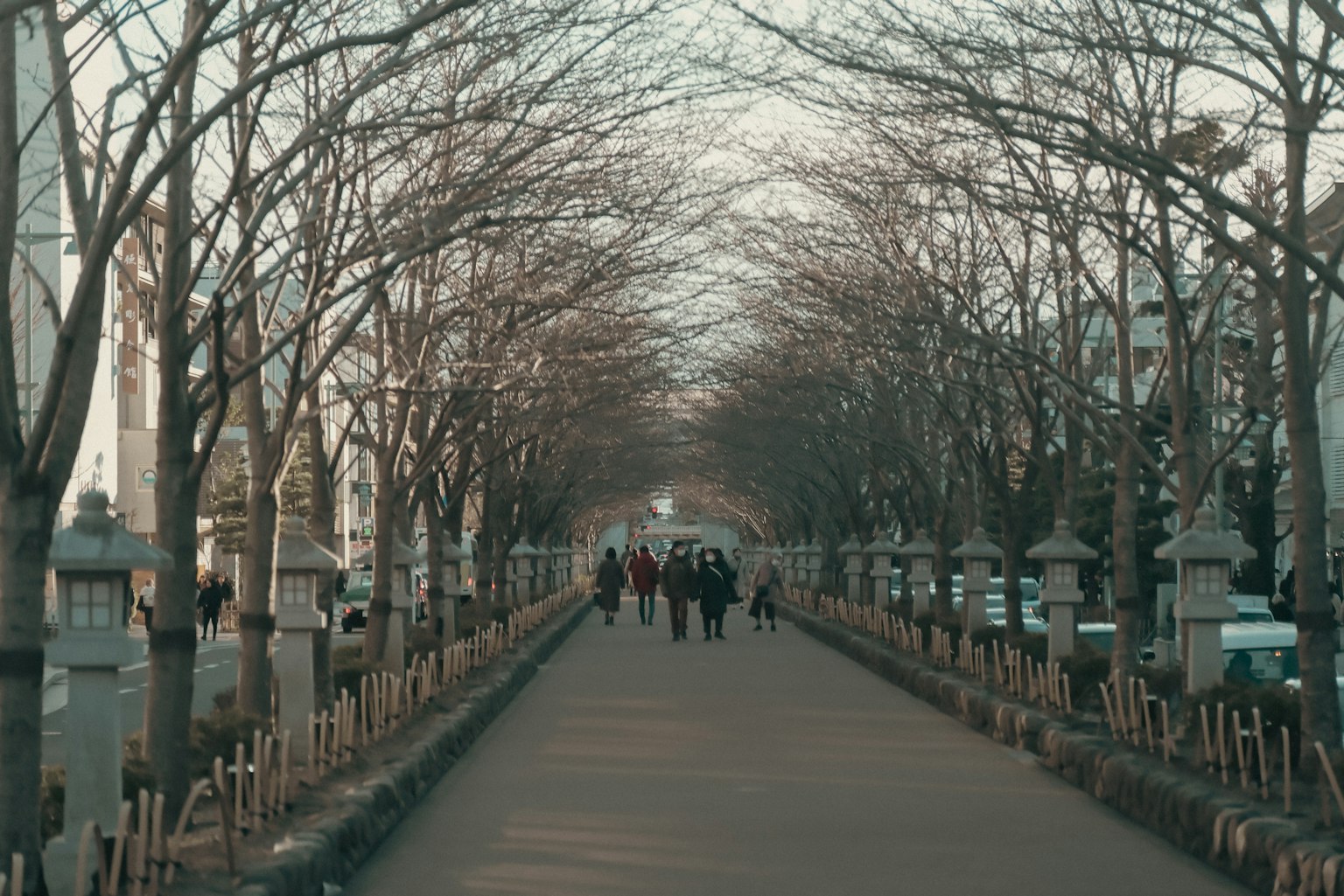 Persone che camminano lungo un viale tranquillo fiancheggiato da alberi spogli