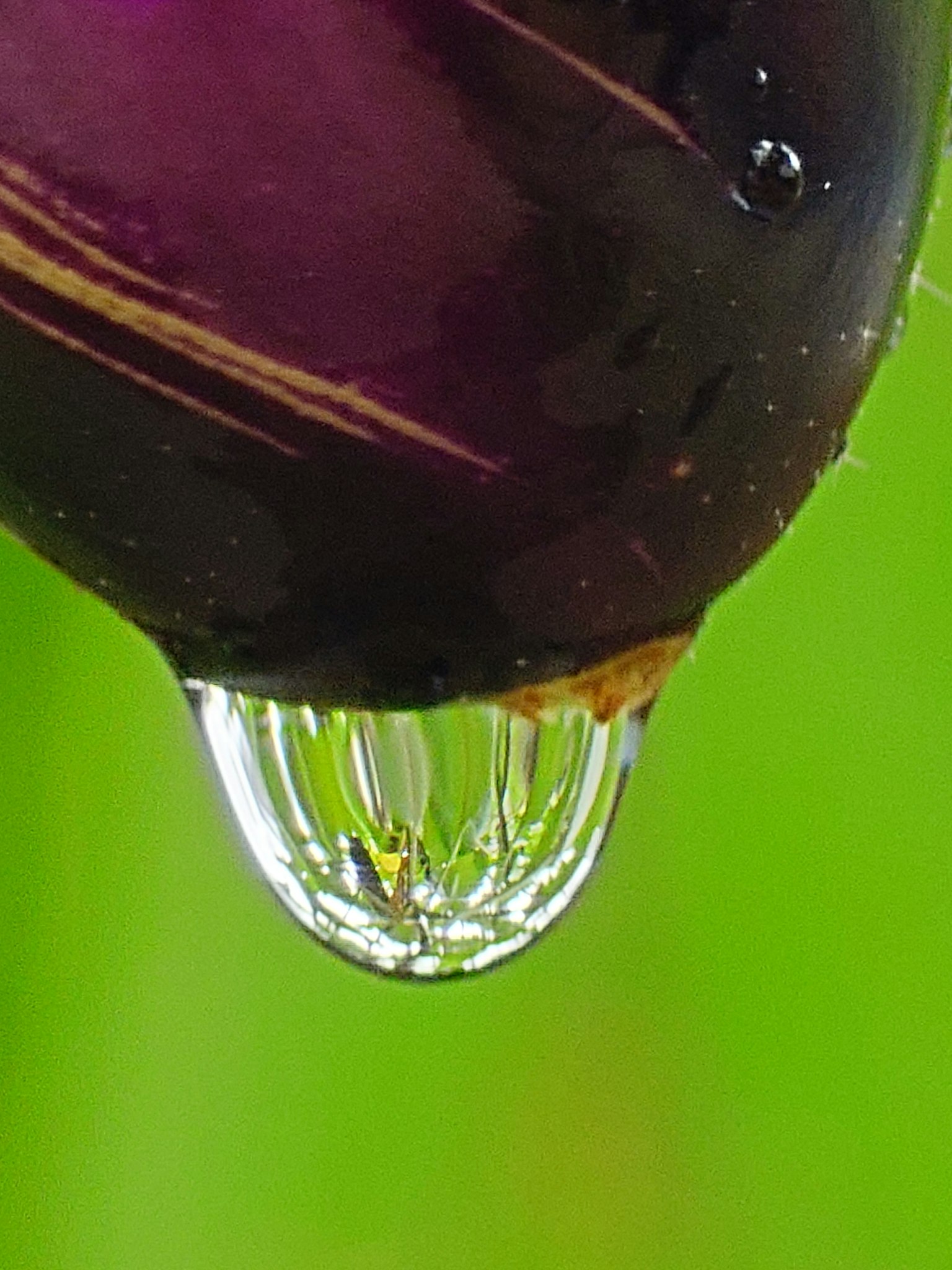 紫色の果実の水滴が緑の背景にぶら下がっている