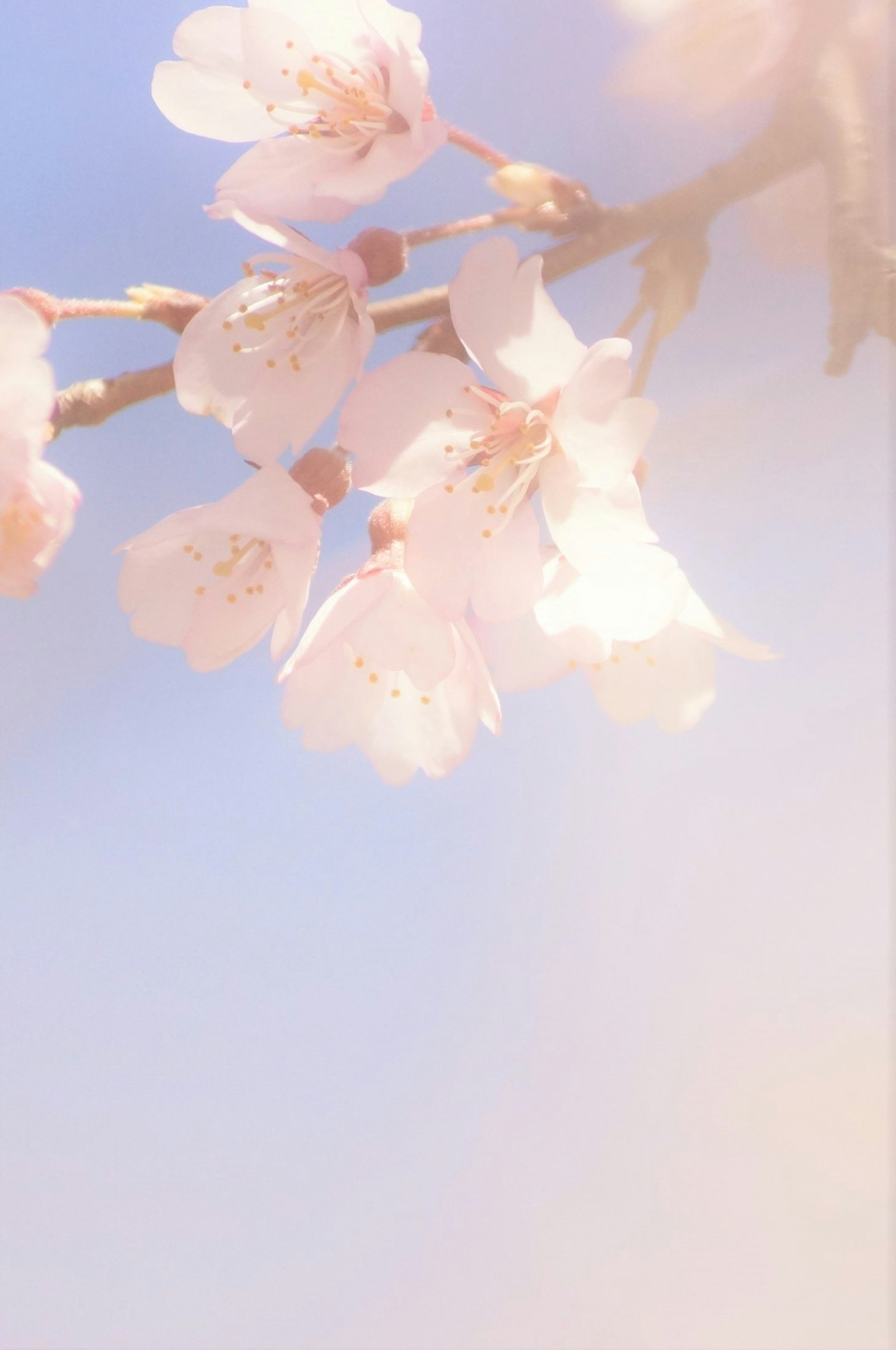 Cherry blossoms in soft pink against a light blue sky