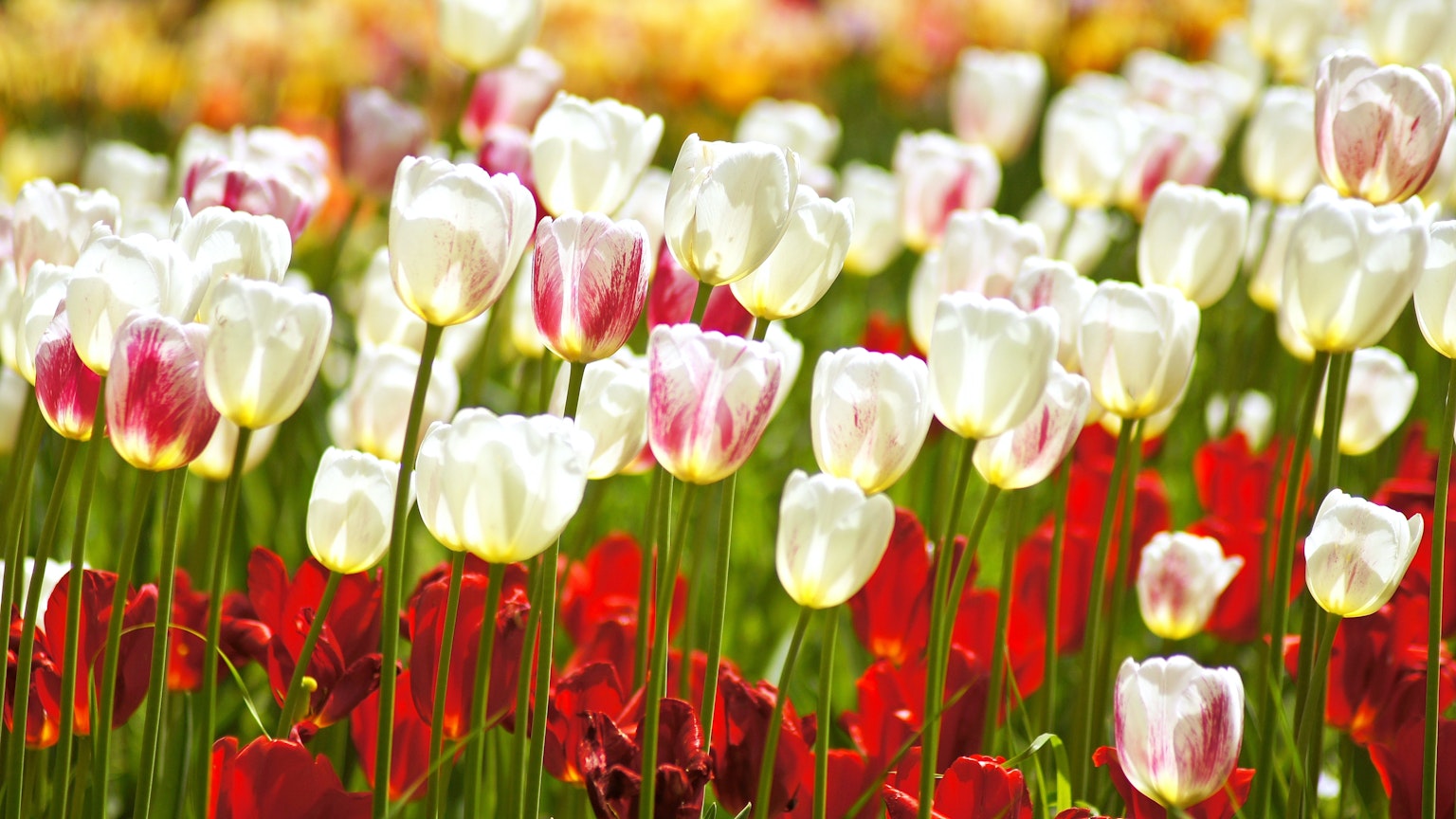 Tulipani colorati che fioriscono in un campo di fiori