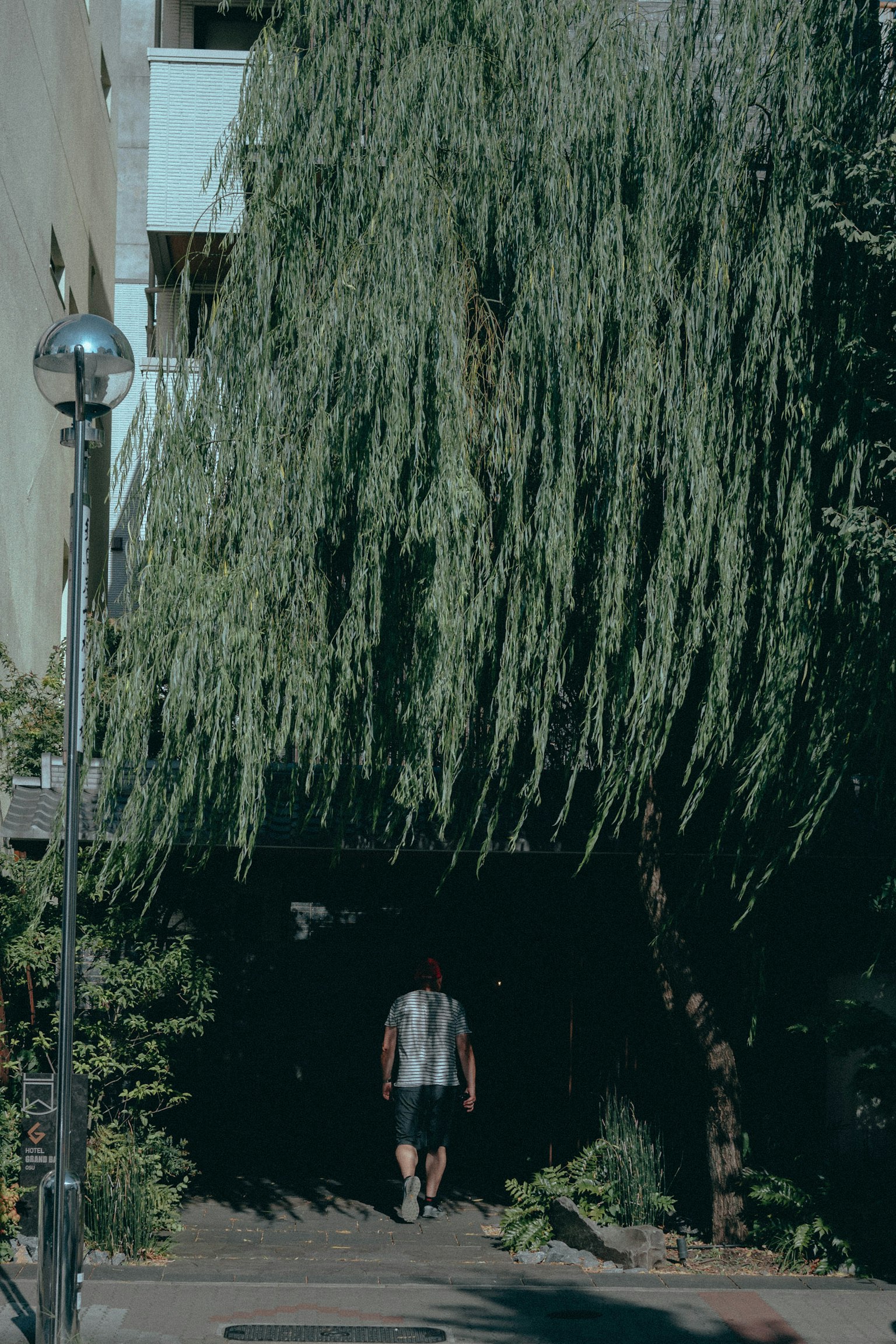 Imagen de una persona caminando bajo árboles verdes a lo largo de un camino