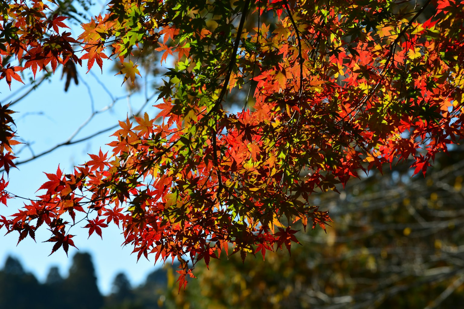 Kedekatan daun maple musim gugur dengan warna merah dan hijau yang cerah