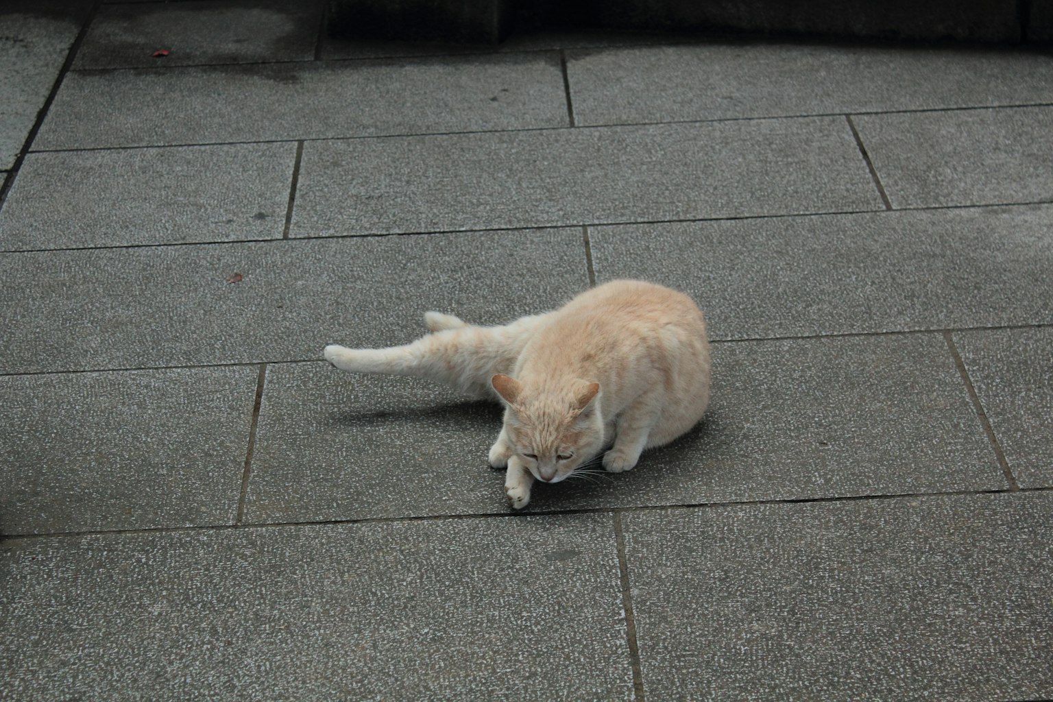 แมวสีขาวเล่นอยู่บนกระเบื้องสีเทา