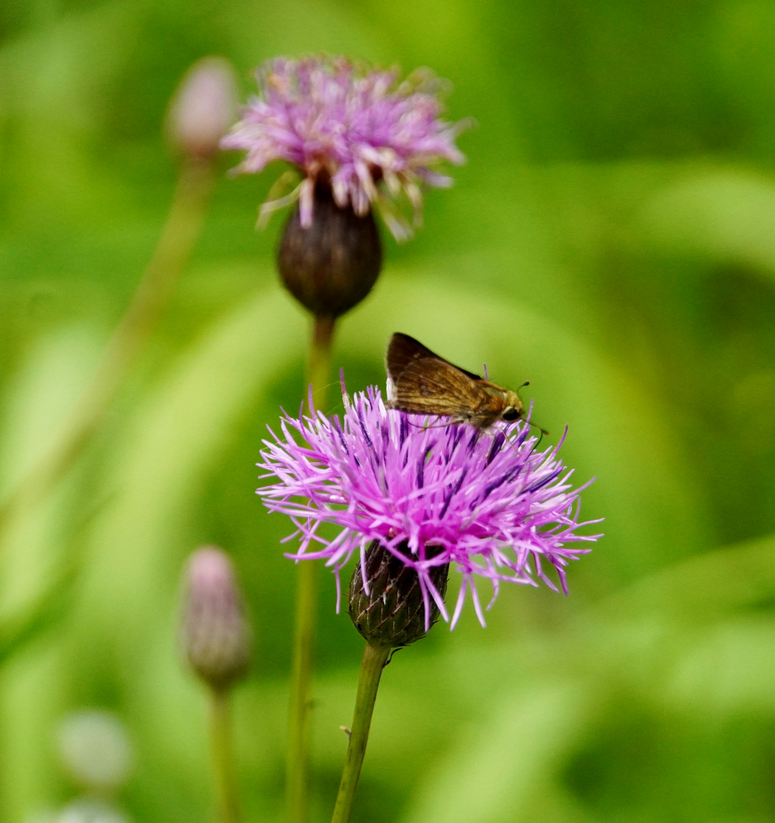 Ein kleiner Schmetterling auf einer lila Blume mit grünem Gras im Hintergrund