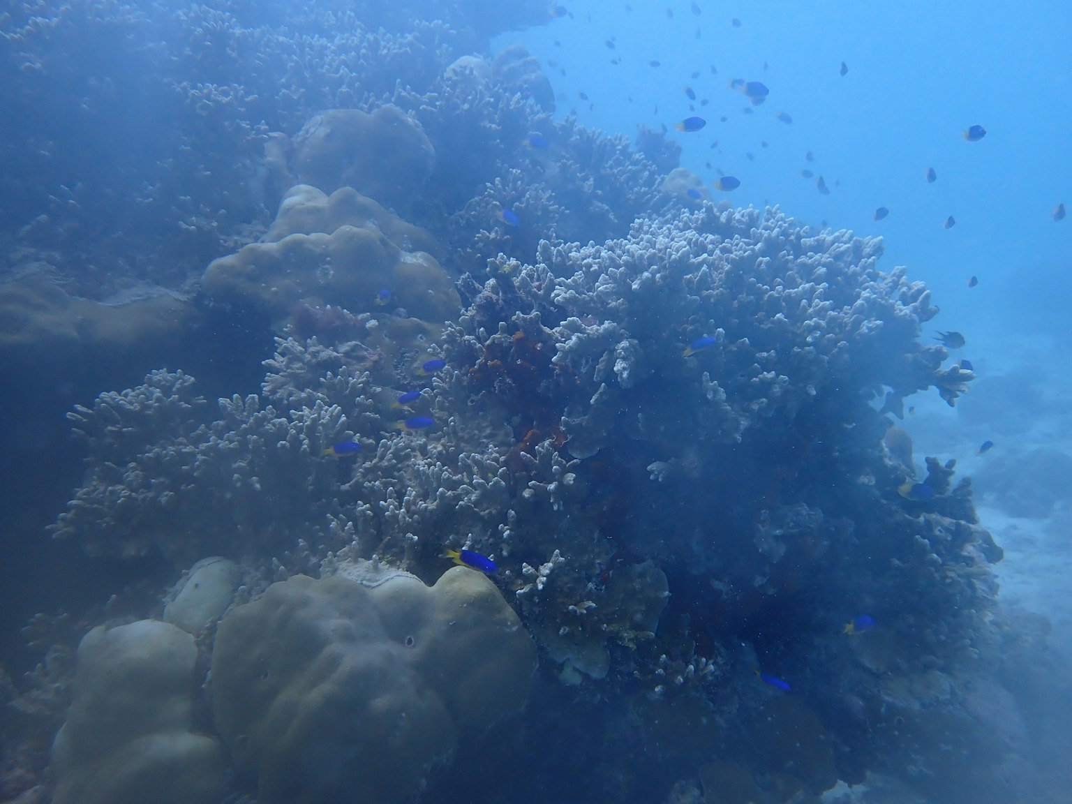 Photo en gros plan d'un récif corallien dans l'eau bleue de l'océan