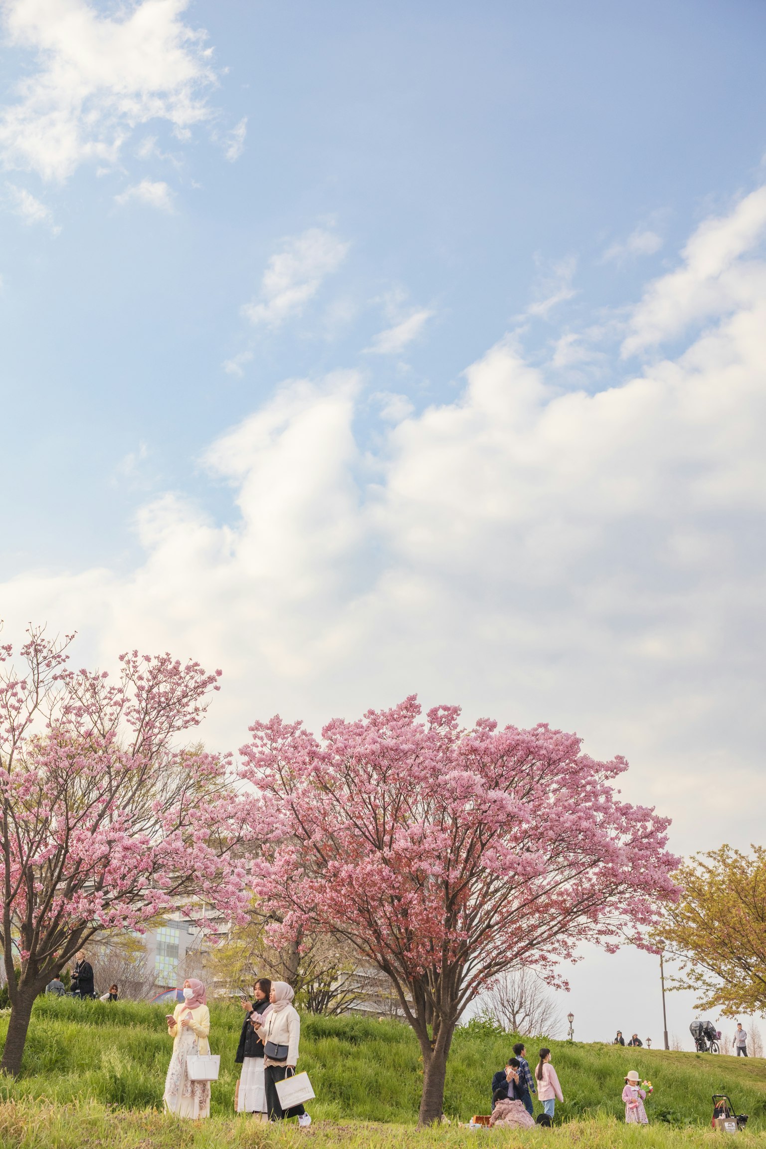 People gathered under blooming pink cherry blossom trees