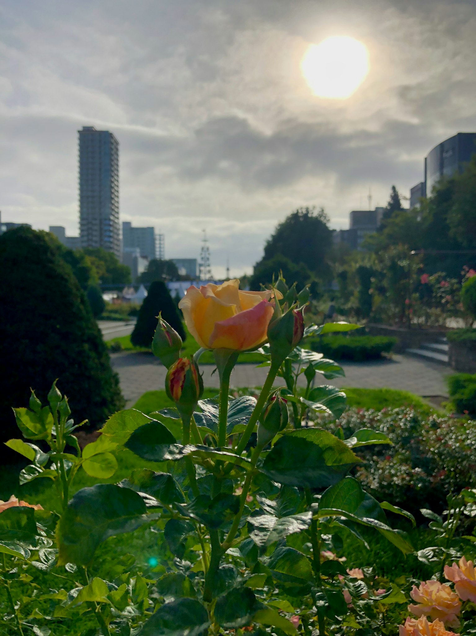 A beautiful rose in focus with a city skyline in the background