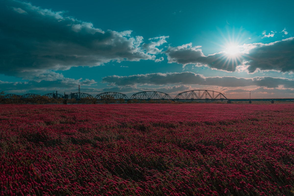 夕焼け空の下で広がる花畑と遠くの橋