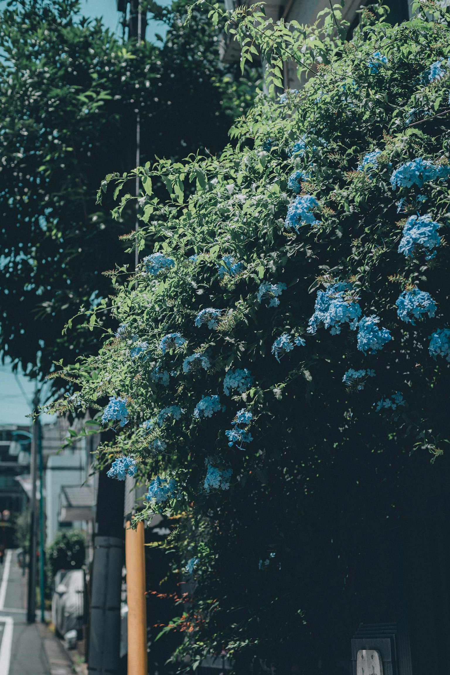 青い花が咲く緑の植物が道に沿って広がる風景