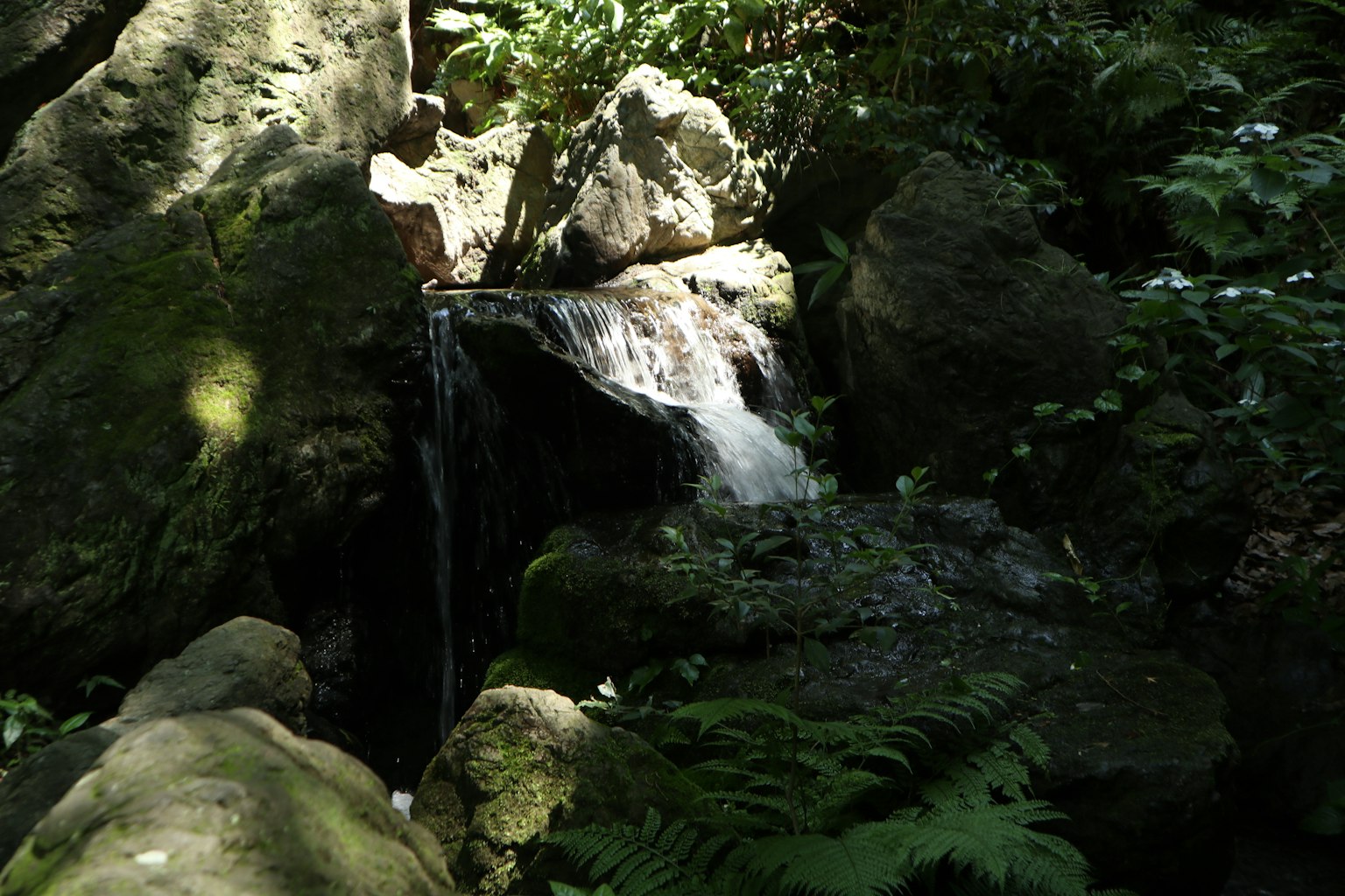 Petite cascade s'écoulant sur des rochers dans une forêt luxuriante