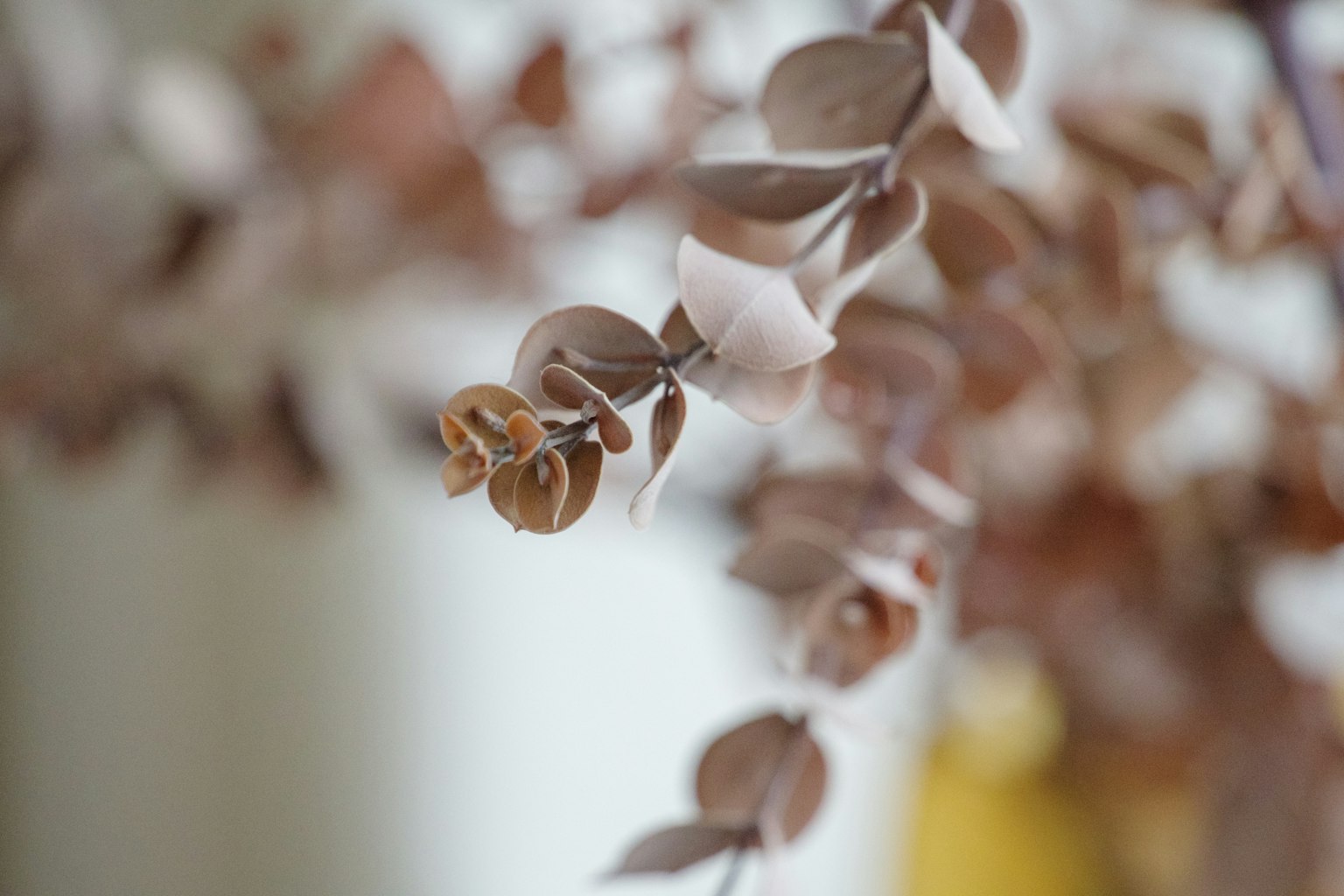 Close-up of dried leaves with a soft colored background