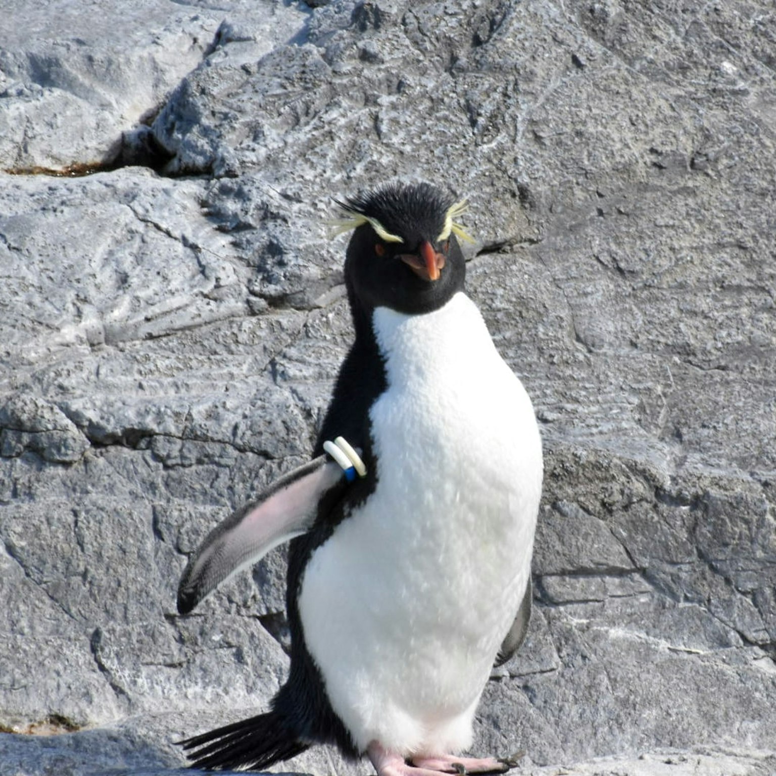 Pingouin debout sur une pierre plumes noires et blanches distinctives yeux proéminents