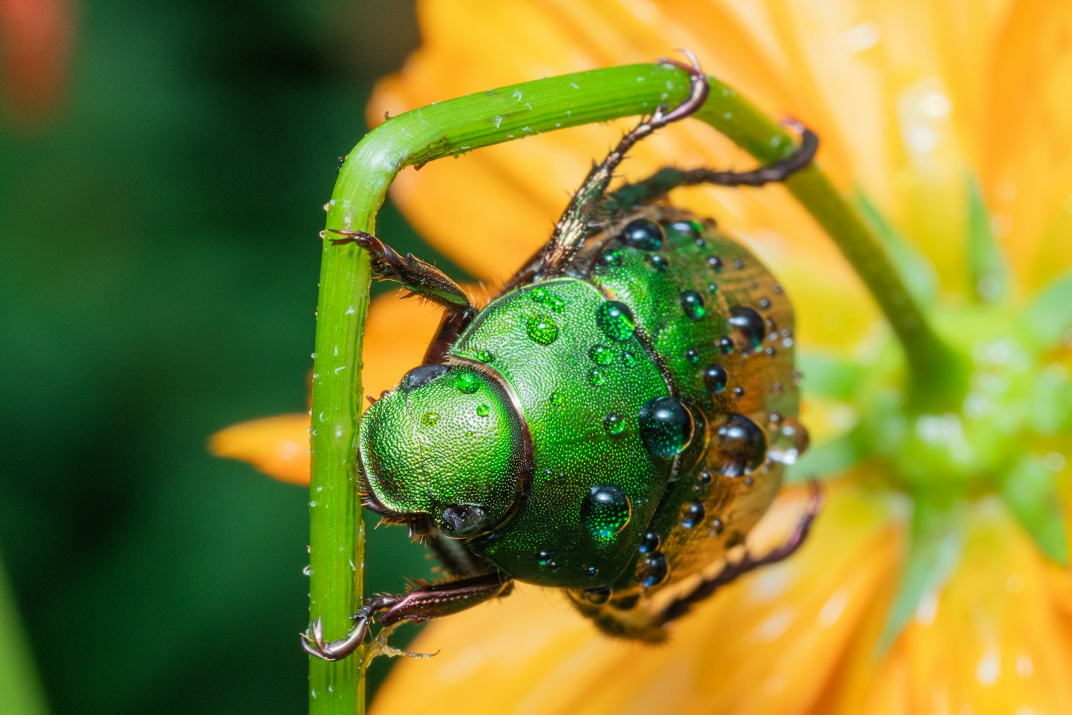 Un escarabajo verde posado en un tallo de una flor naranja
