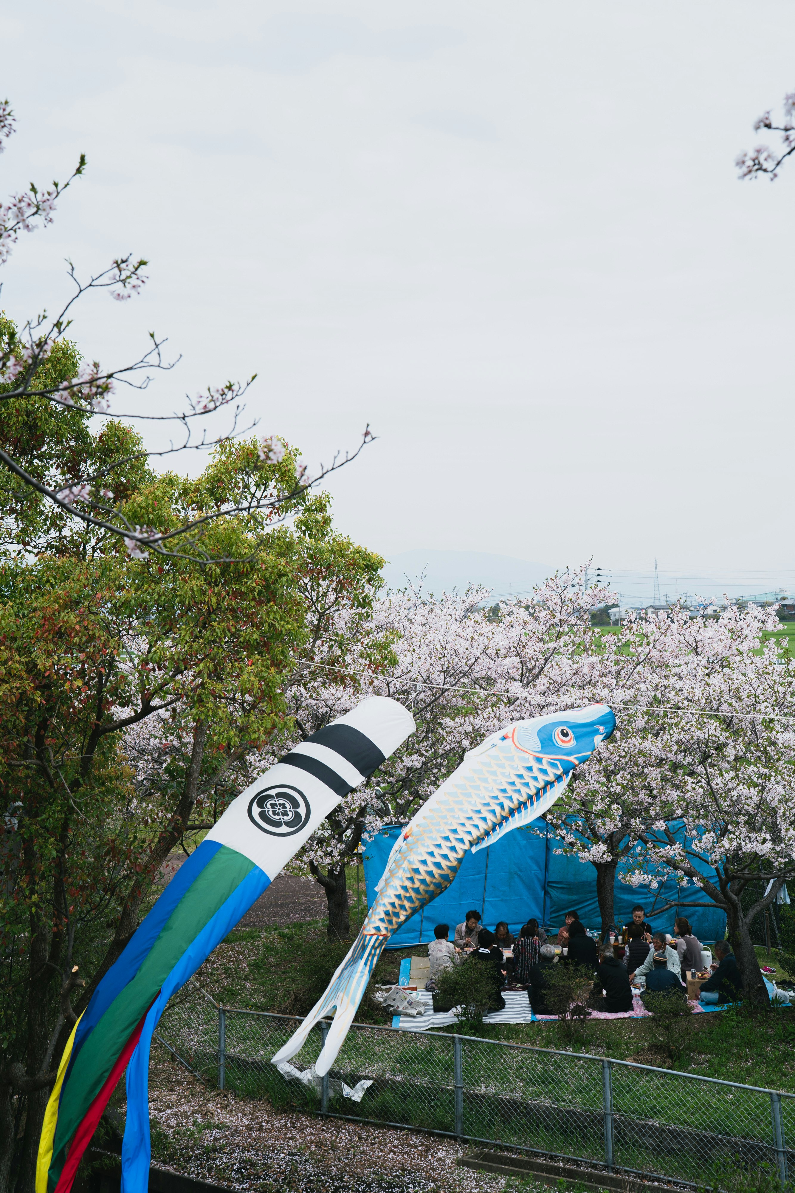 桜並木の下で泳ぐ鯉のぼりと花見の宴の風景