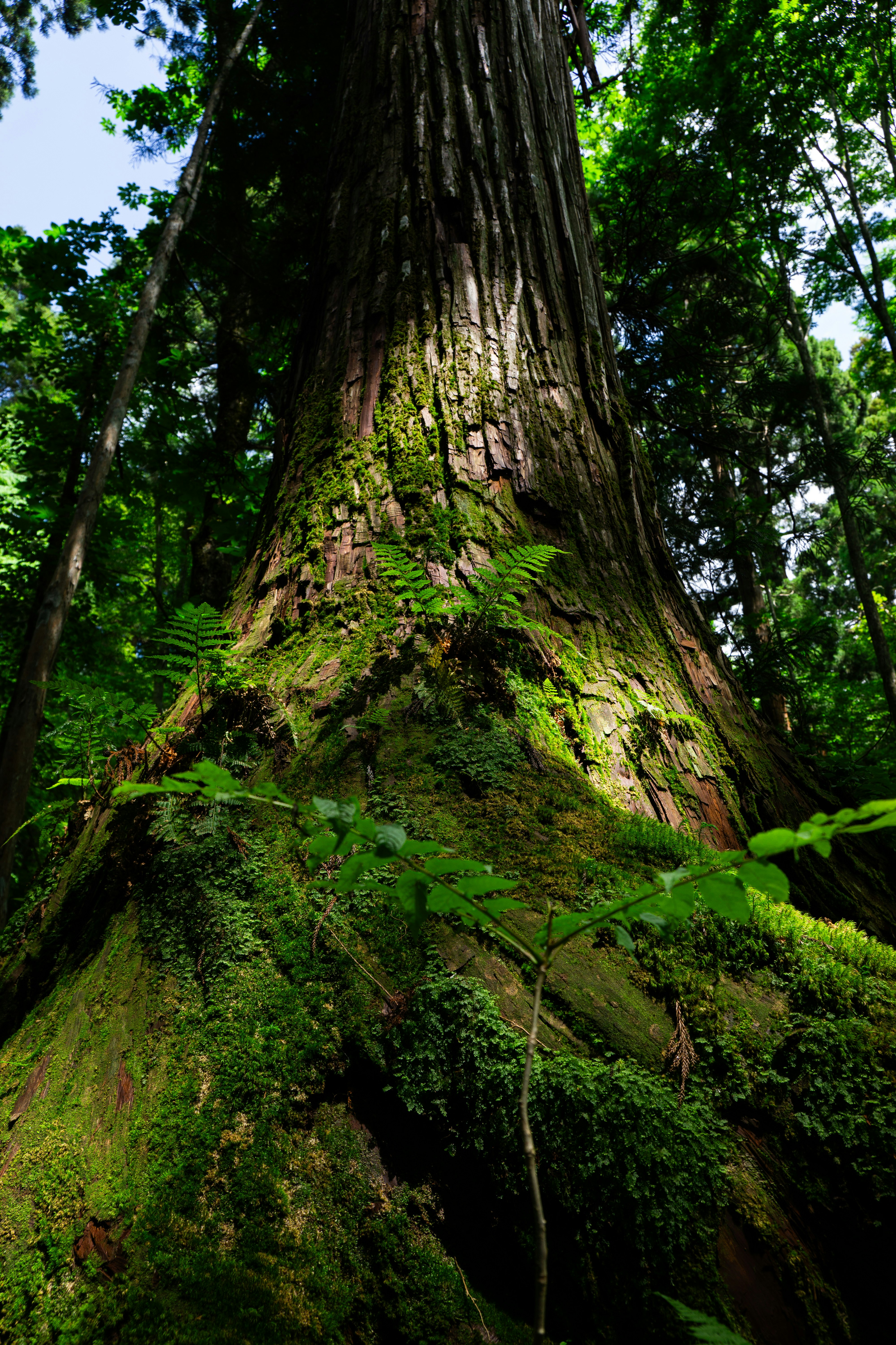 苔むした巨木の幹と緑の森の斜面