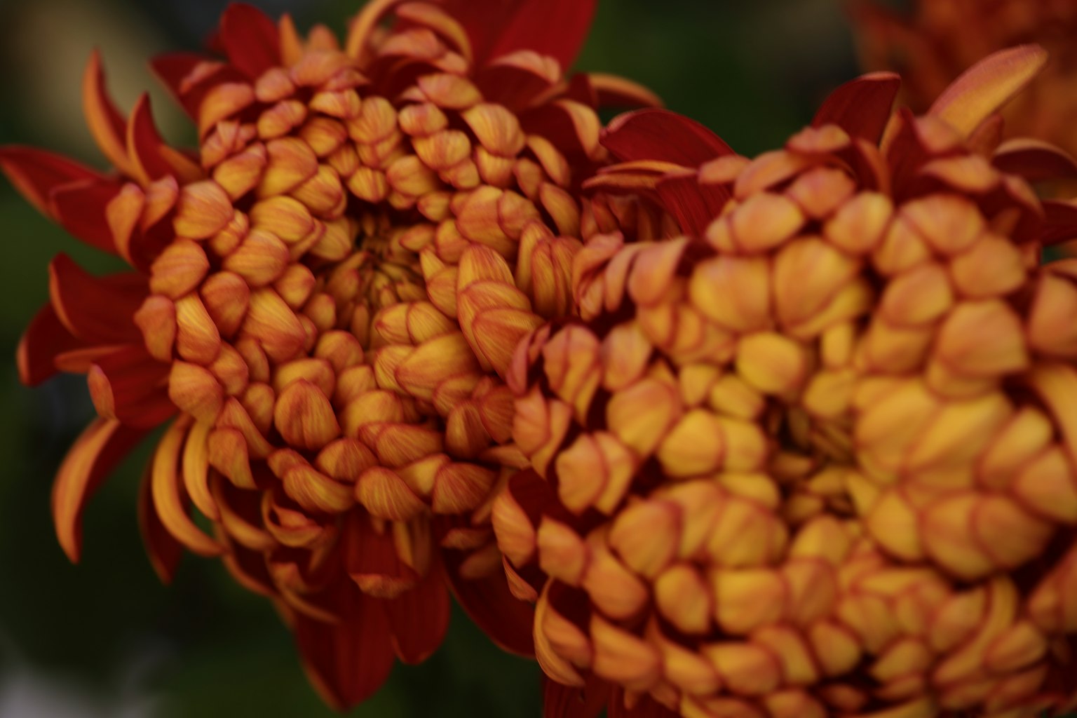 Cận cảnh cánh hoa màu cam và vàng rực rỡ