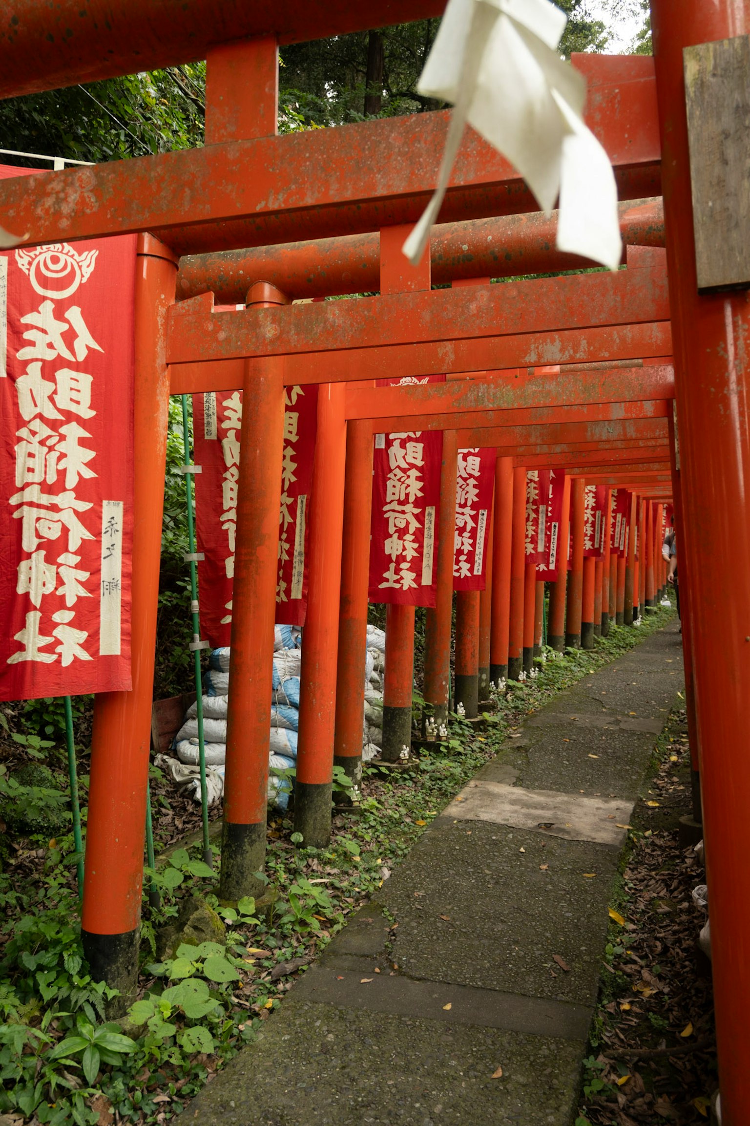 小道两侧是红色鸟居和红色横幅