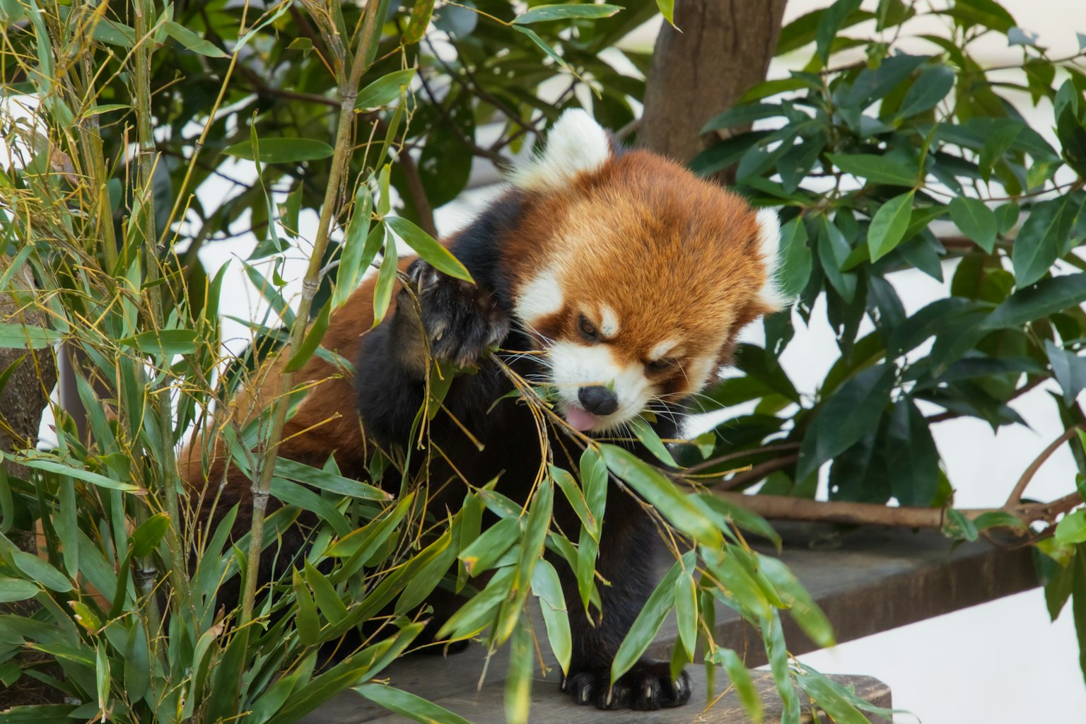 Panda rosso che mangia foglie di bambù