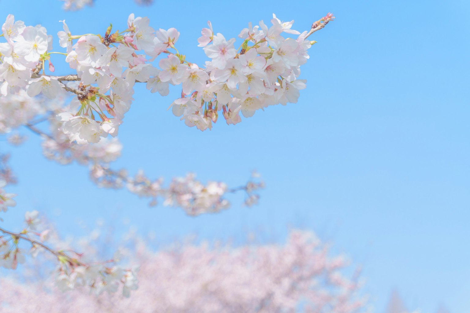 Primo piano di fiori di ciliegio sotto un cielo blu