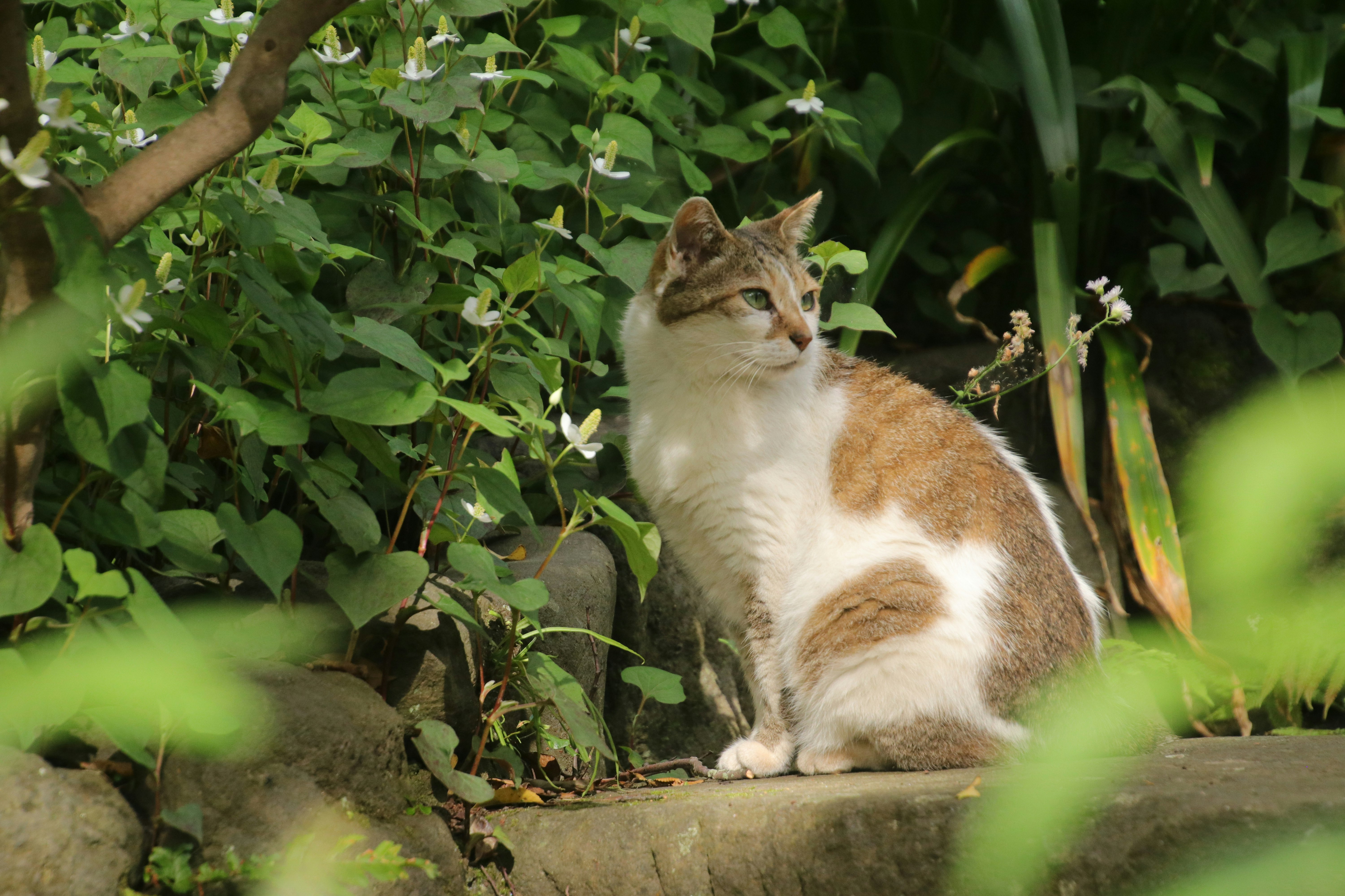 茂みの中でくつろぐ茶白の猫